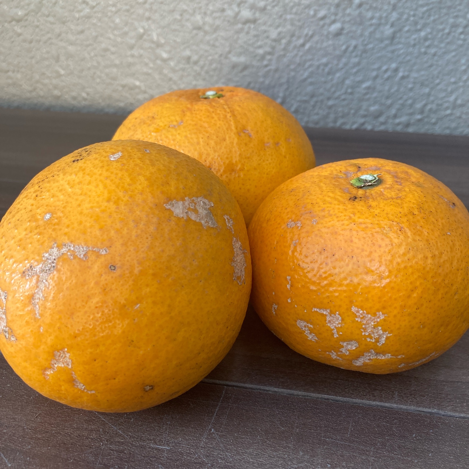 愛知県蒲郡産☆甘夏10kg☆訳あり品☆ご家庭用に | 果物/オレンジ