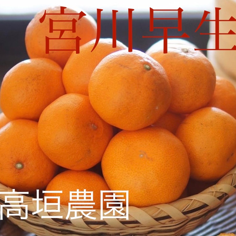 宮川早生『家庭用』5k | 果物/温州みかん 産直アウル 農家から直接野菜