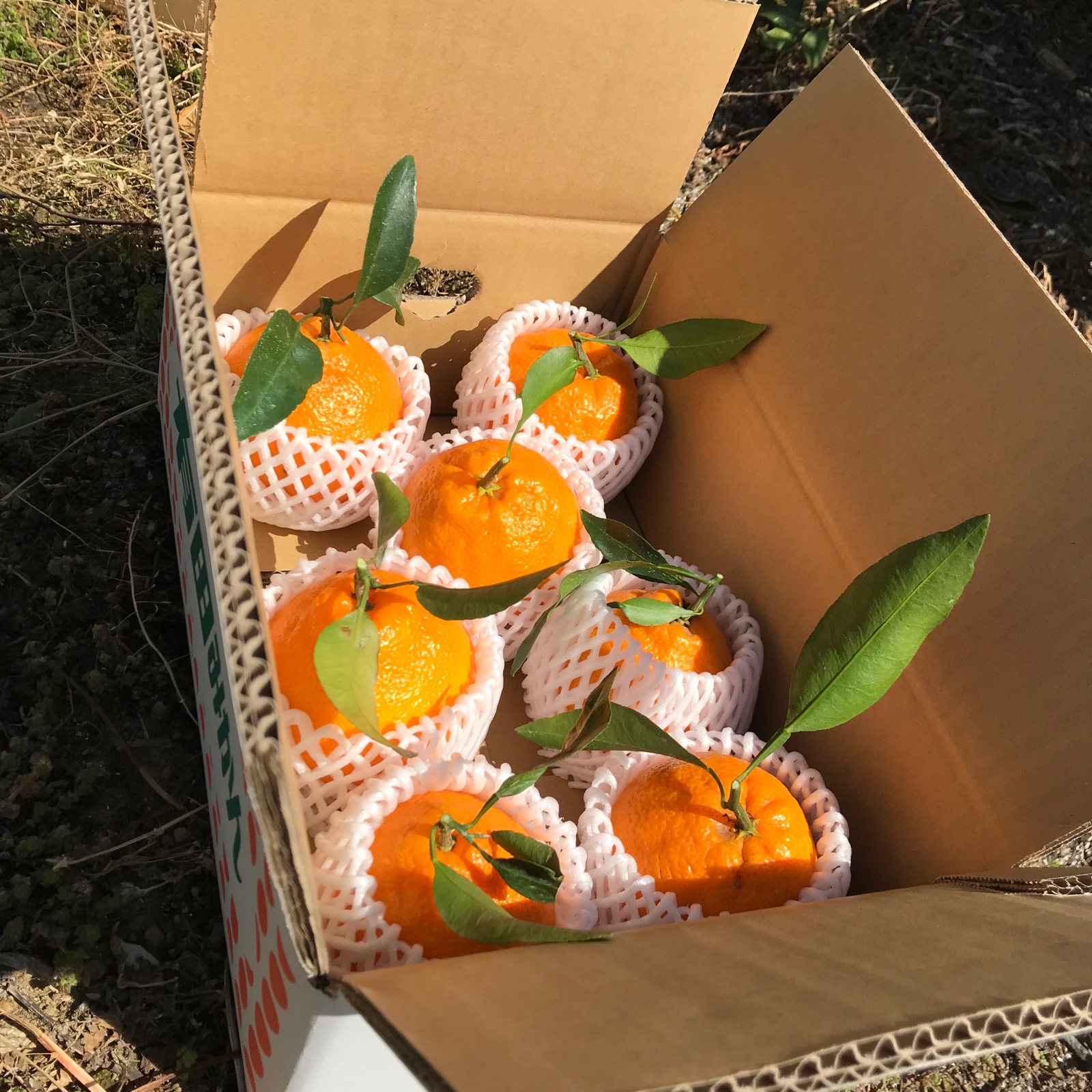 限定10箱】樹上完熟 不知火（デコポンと同品種）7個入り | 果物