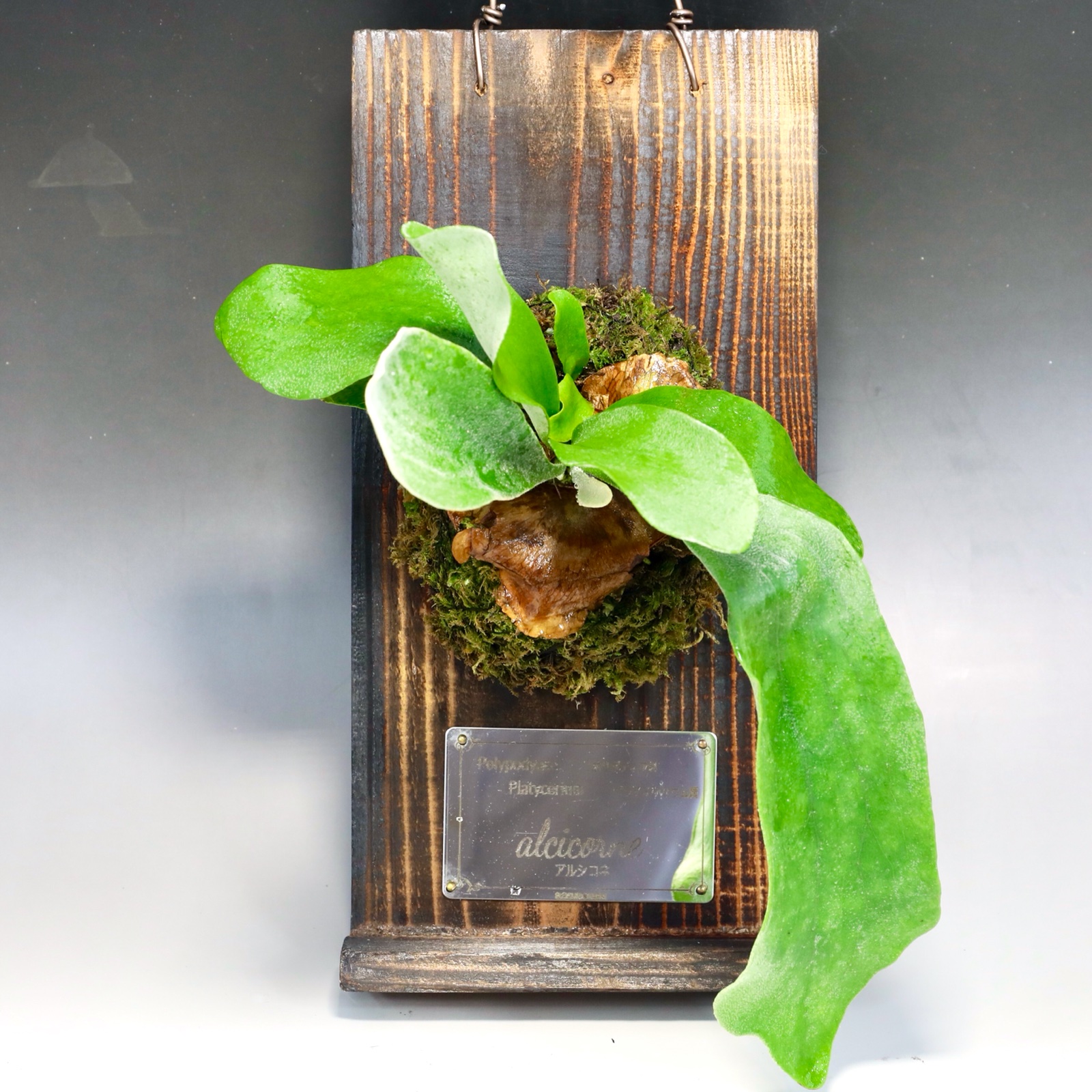 板付きビカクシダ ｜ 花・植物/花・植物 産直アウル 農家・漁師など