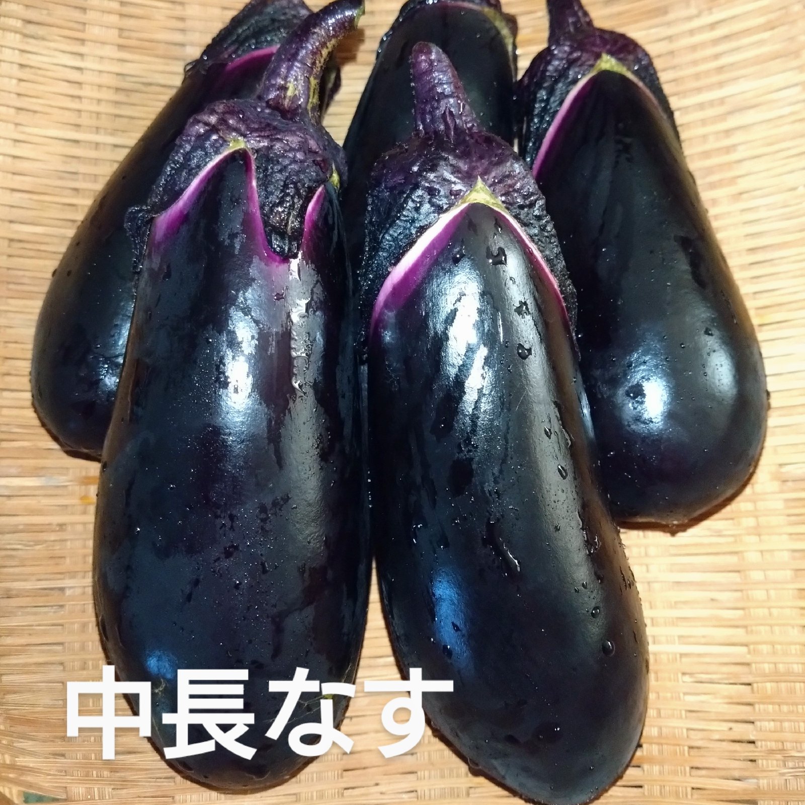 激暑に耐える中長ナス ｜ 野菜/茄子 産直アウル 農家・漁師など生産者 