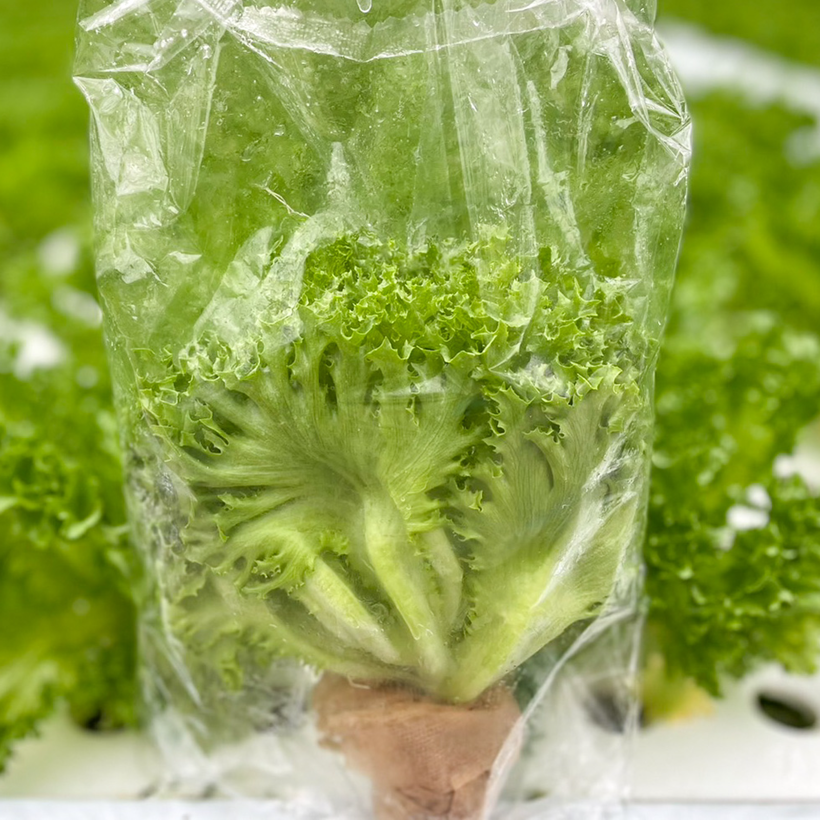 フリルレタス（野菜＞レタス）の産地直送商品一覧（通販・お取り寄せ