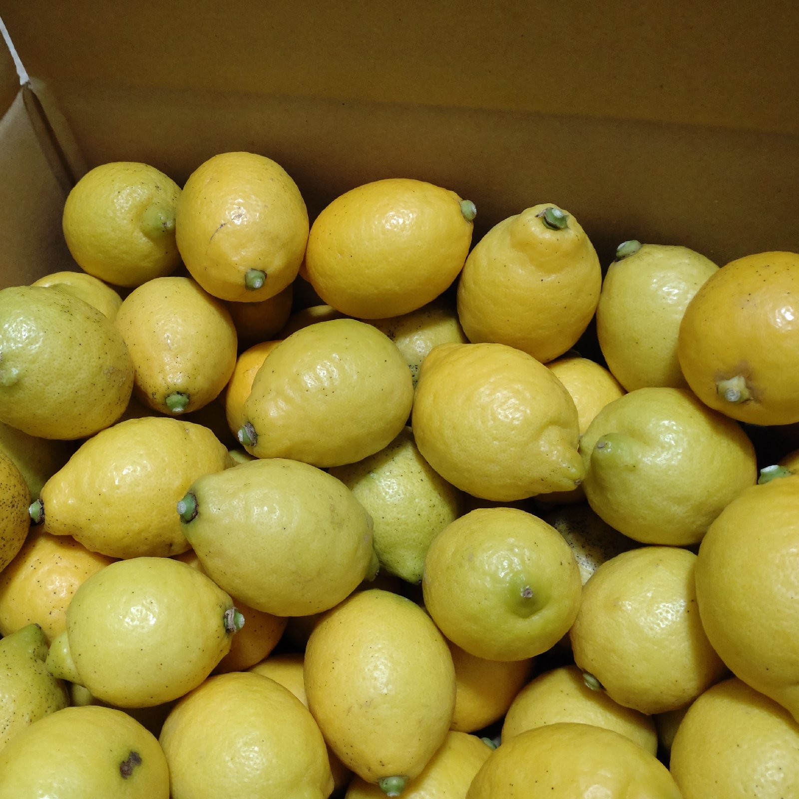 訳あり】坂口農園のちびレモン🍋 ｜ 果物/香酸柑橘(ライム・レモン等