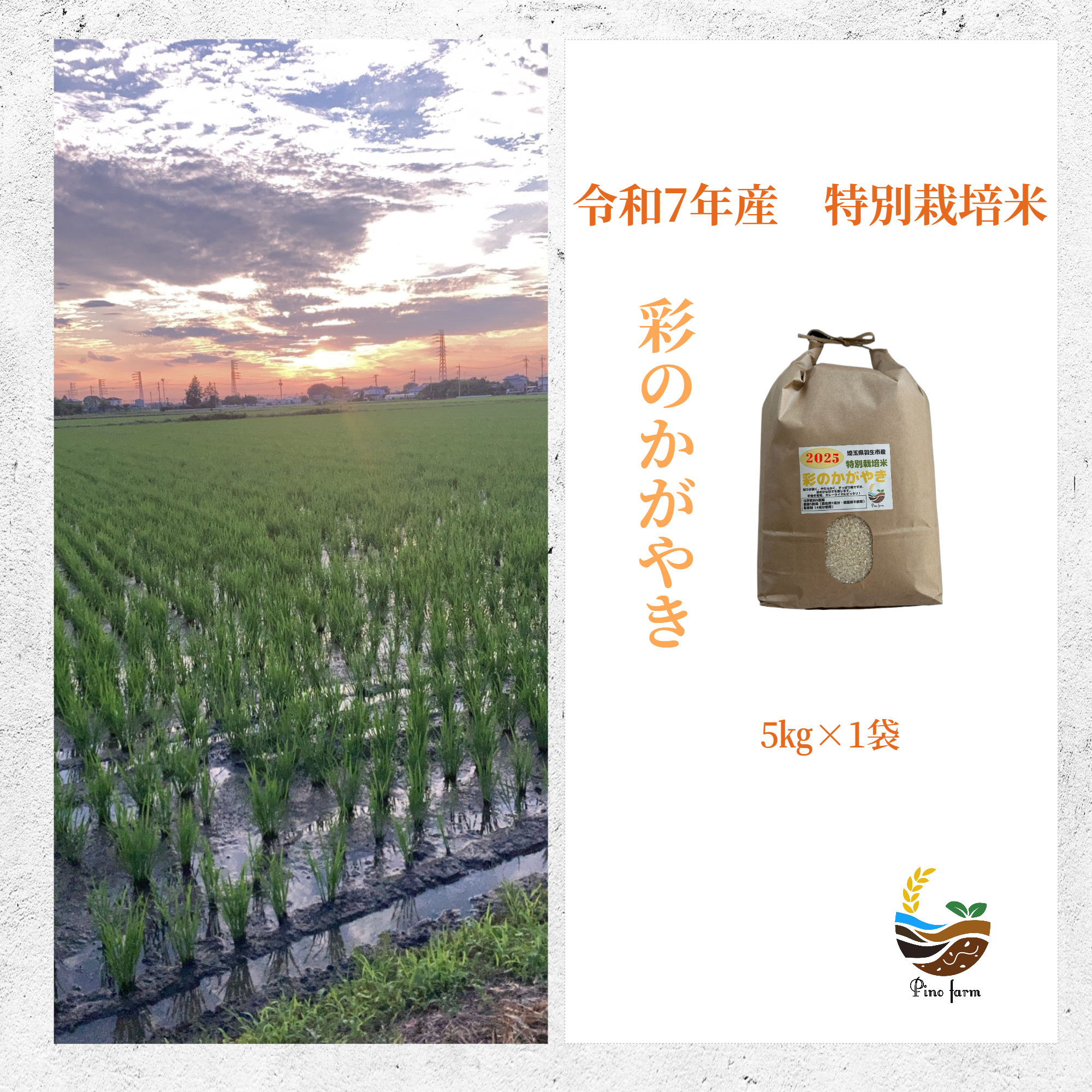 R7年産特別栽培米 彩のかがやき 5kg ｜ 米・穀物/米/精米 産直アウル 