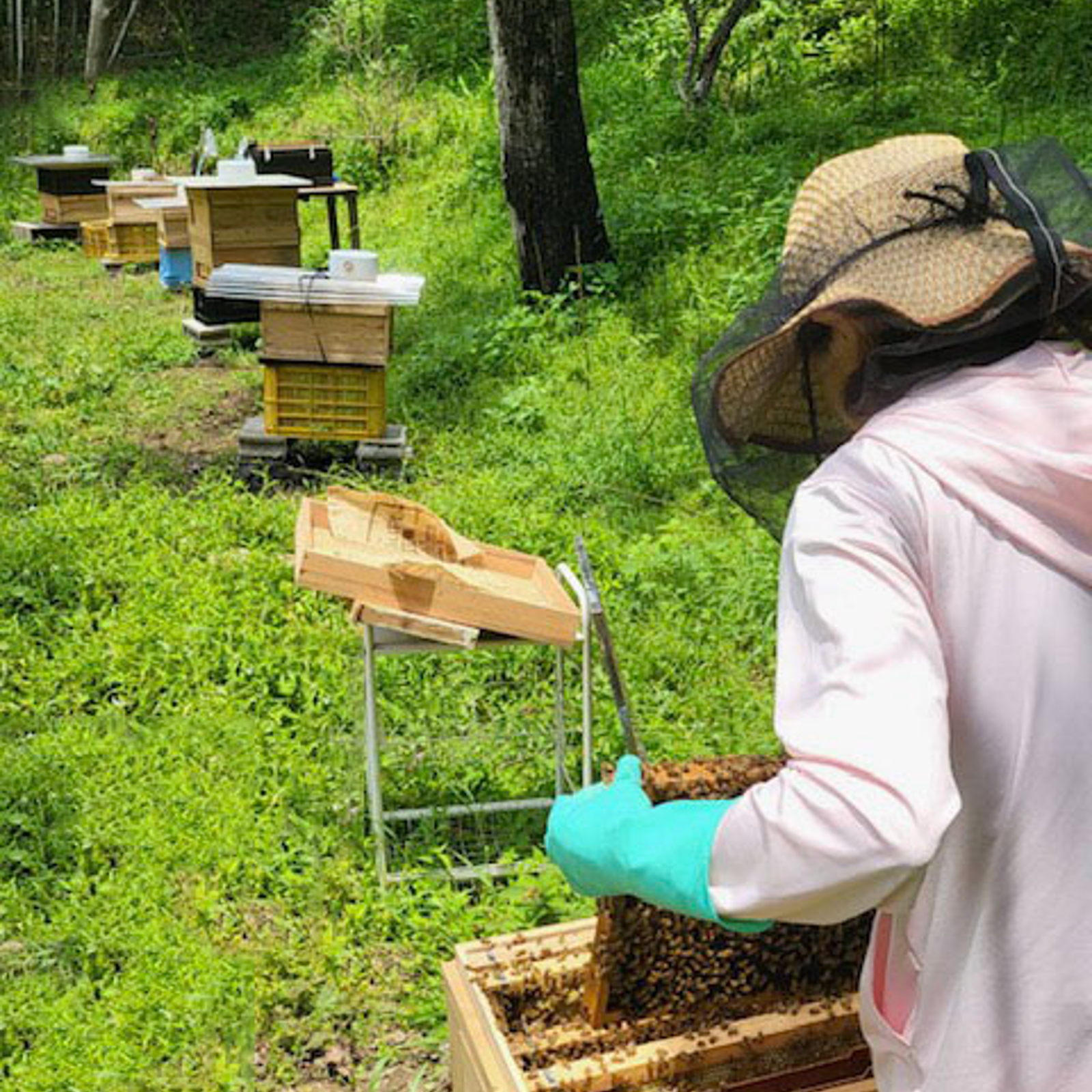 岡山百花蜜 生はちみつ 300g×3本［神の使いHoney］ ｜ はちみつ