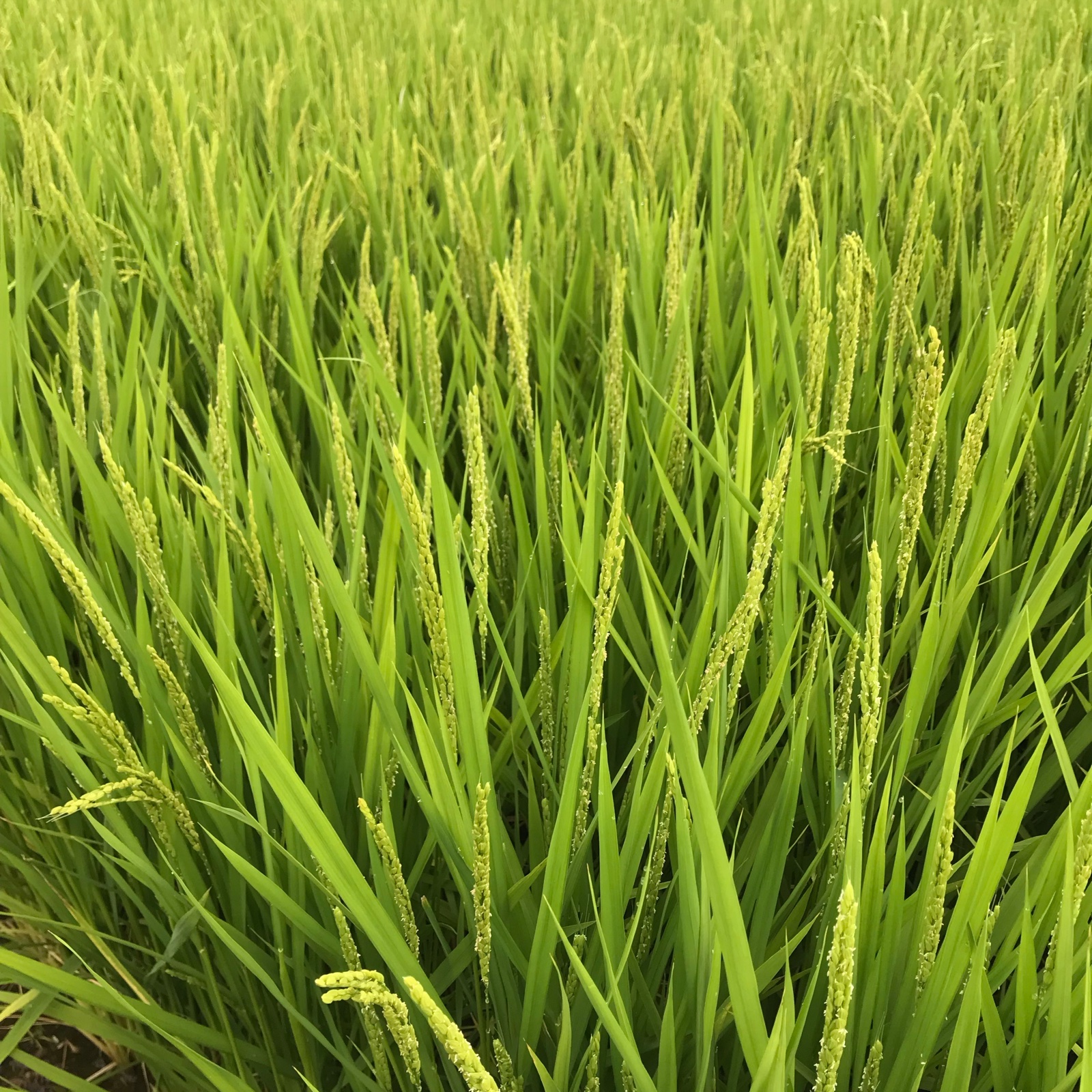 新米・夢しずく10kg・佐賀県産 ｜ 米・穀物/米/精米 産直アウル 農家