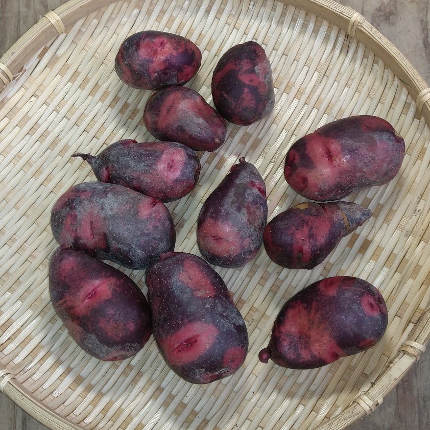農薬不使用（無農薬）栽培 デストロイヤ1.5㎏ ｜ 野菜/じゃがいも 産直