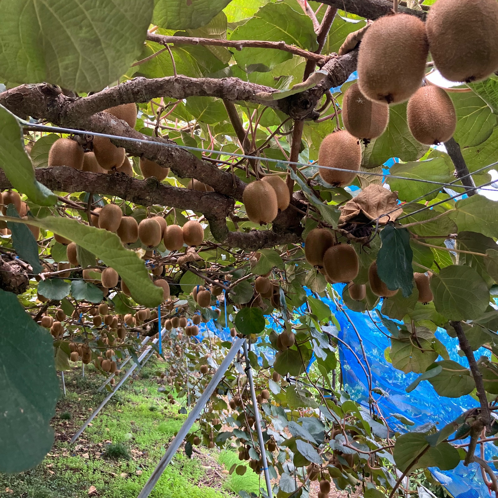 2日間限定販売】愛媛県八幡浜市産 キウイフルーツ 3kg ｜ 果物/キウイ