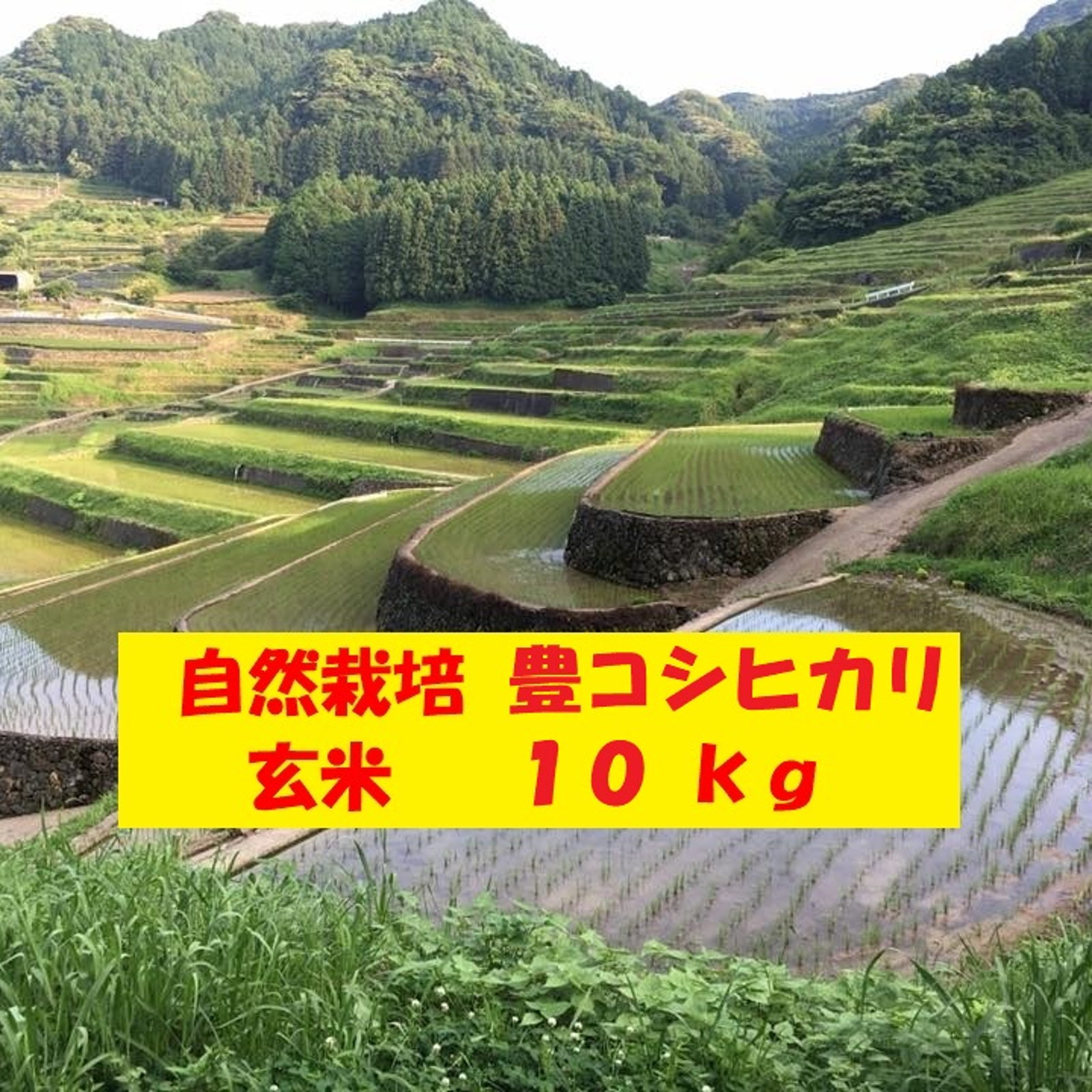自然栽培「豊コシヒカリ」玄米 10kg ｜ 米・穀物/玄米 産直アウル