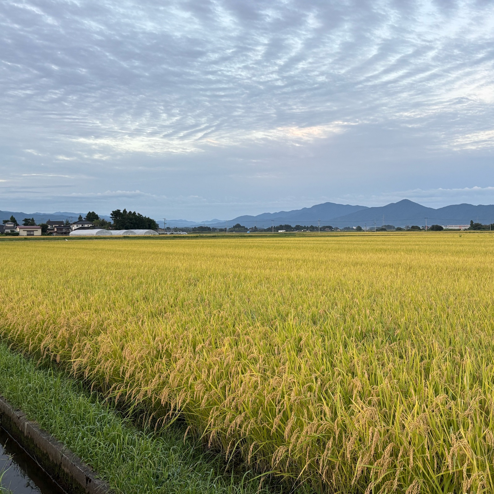 送料無料 令和7年度産米 つや姫 玄米 5キロ | 米・穀物/玄米 産直