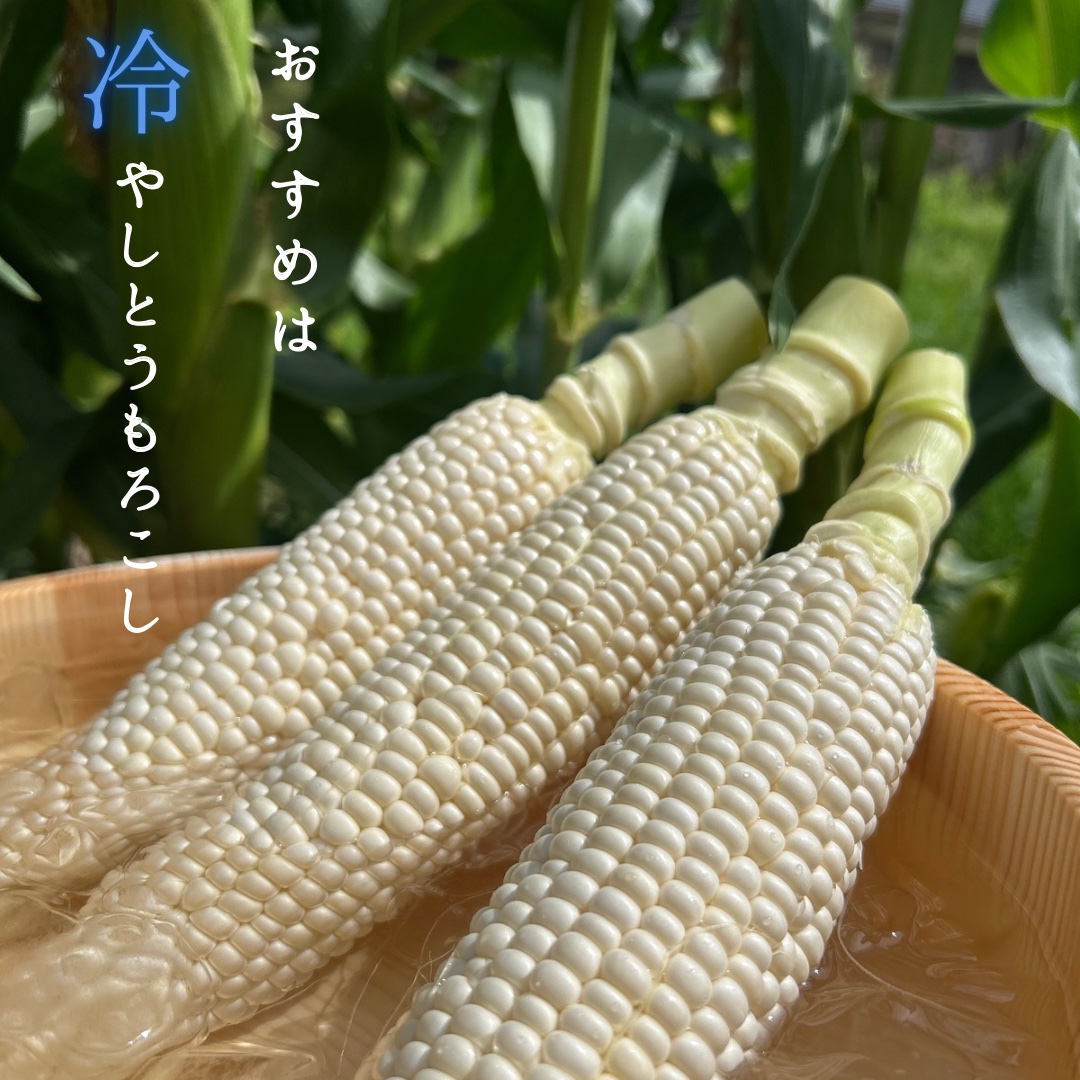 10本入】糖度20度超え!白いとうもろこし「雪やこんコーン