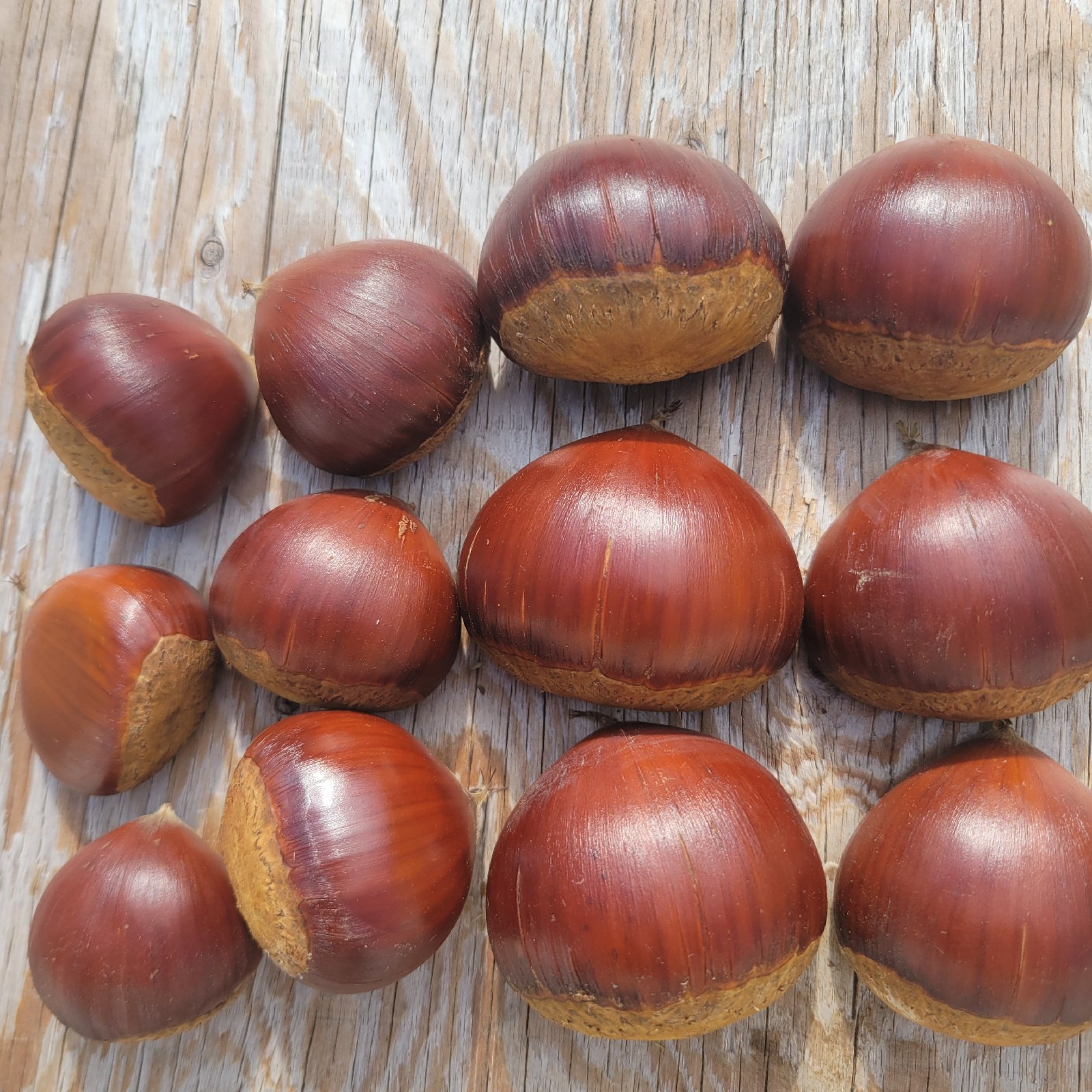 ぽろたん栗 | 果物/栗 産直アウル 農家から直接野菜などの食材を購入