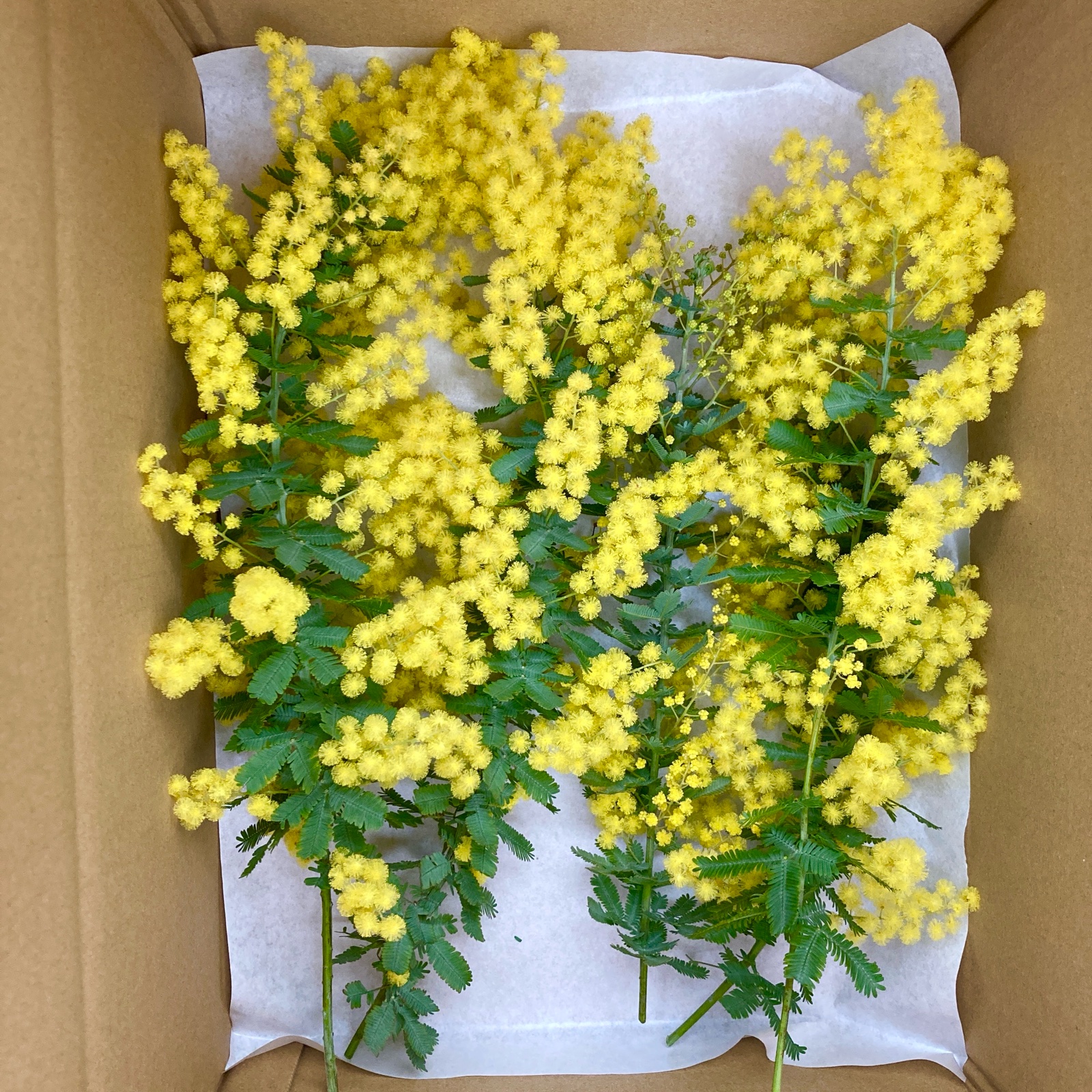 gongen畑のミモザ 銀葉アカシア ｜ 花・植物/花・植物 産直アウル 農家