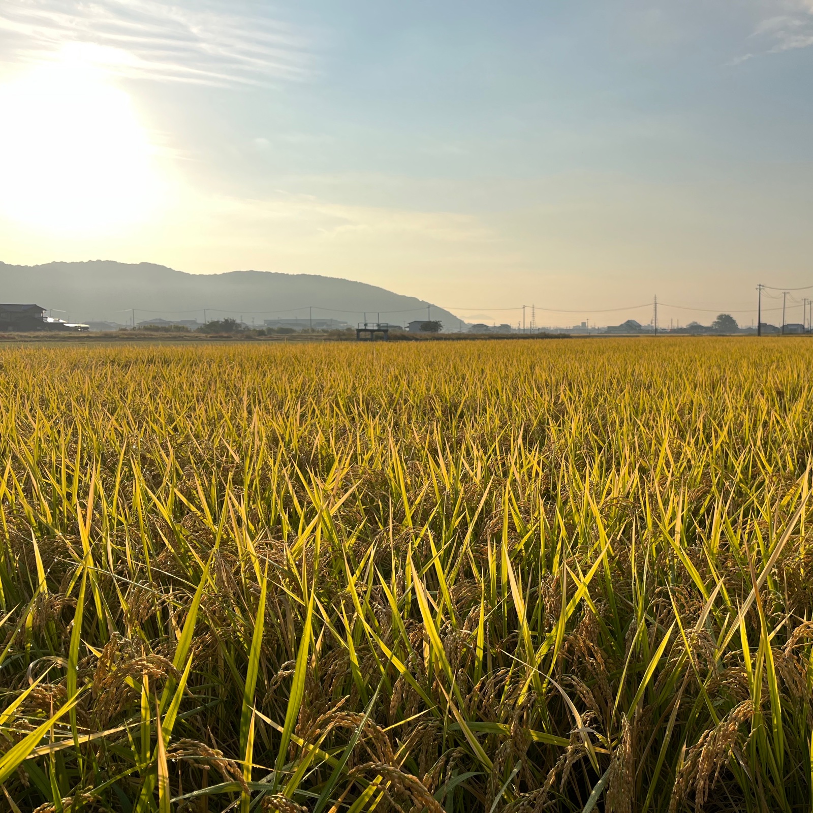 令和5年産新米】農薬不使用・化学肥料不使用 朝日米(玄米) 20kg | 米