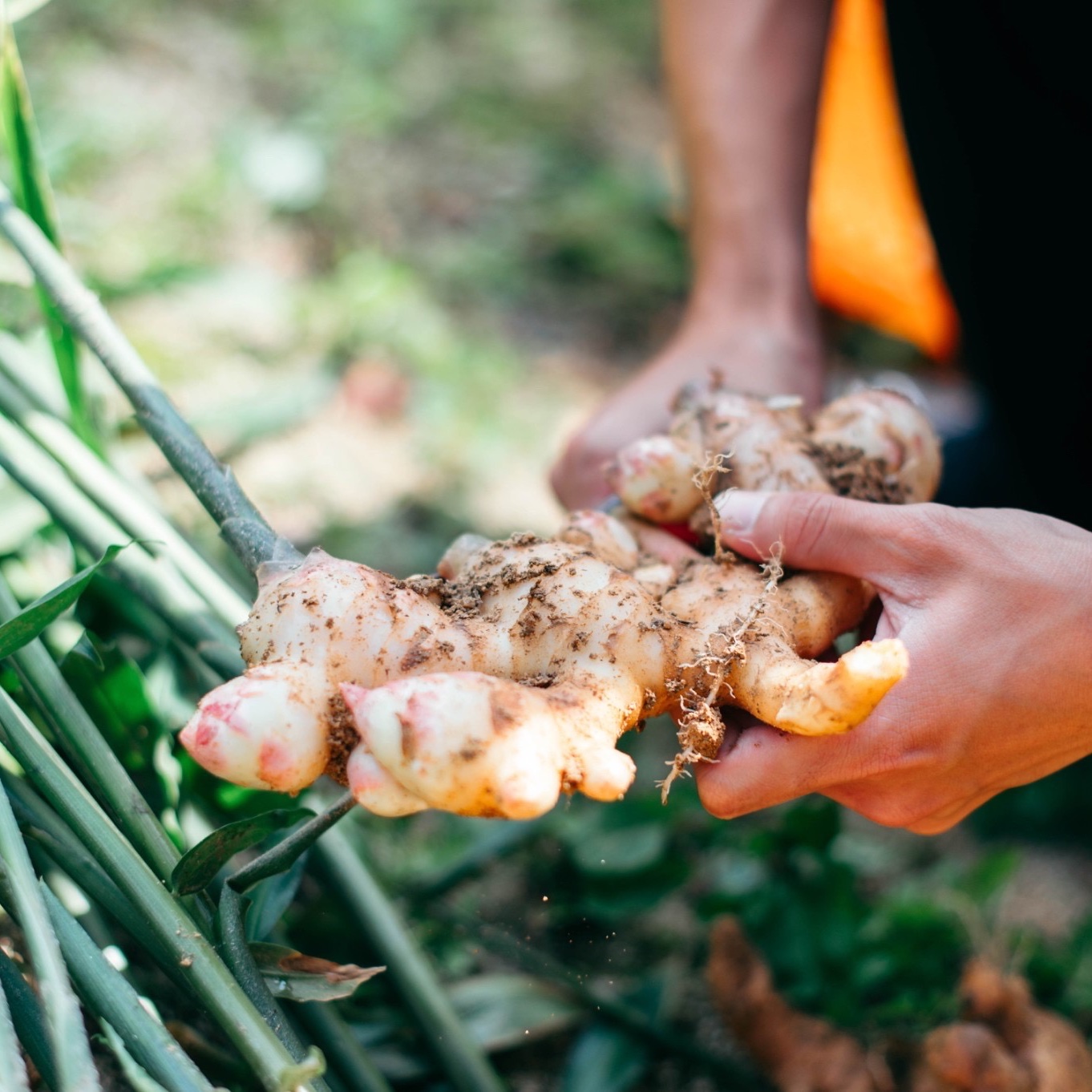 熊本県産』新生姜 生姜 500g採れたて！ | 野菜/薬味 産直アウル 農家
