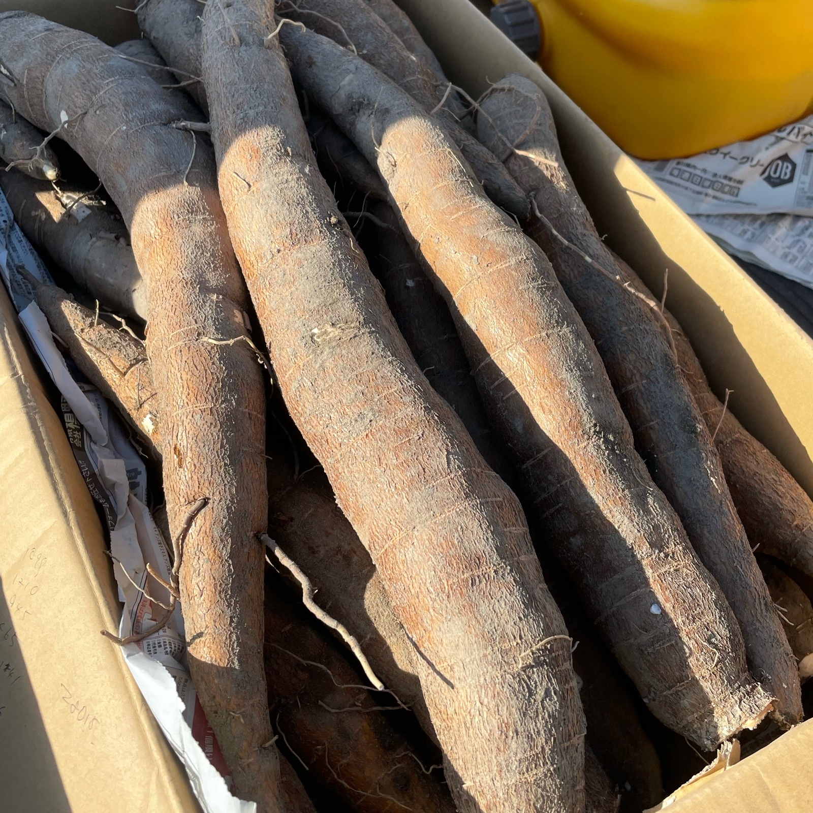 商品説明欄必読【訳アリ品SALE！】キャッサバ芋 20kg キャッサバ芋 甘味種 | 野菜/その他野菜 産直アウル 農家から直接野菜