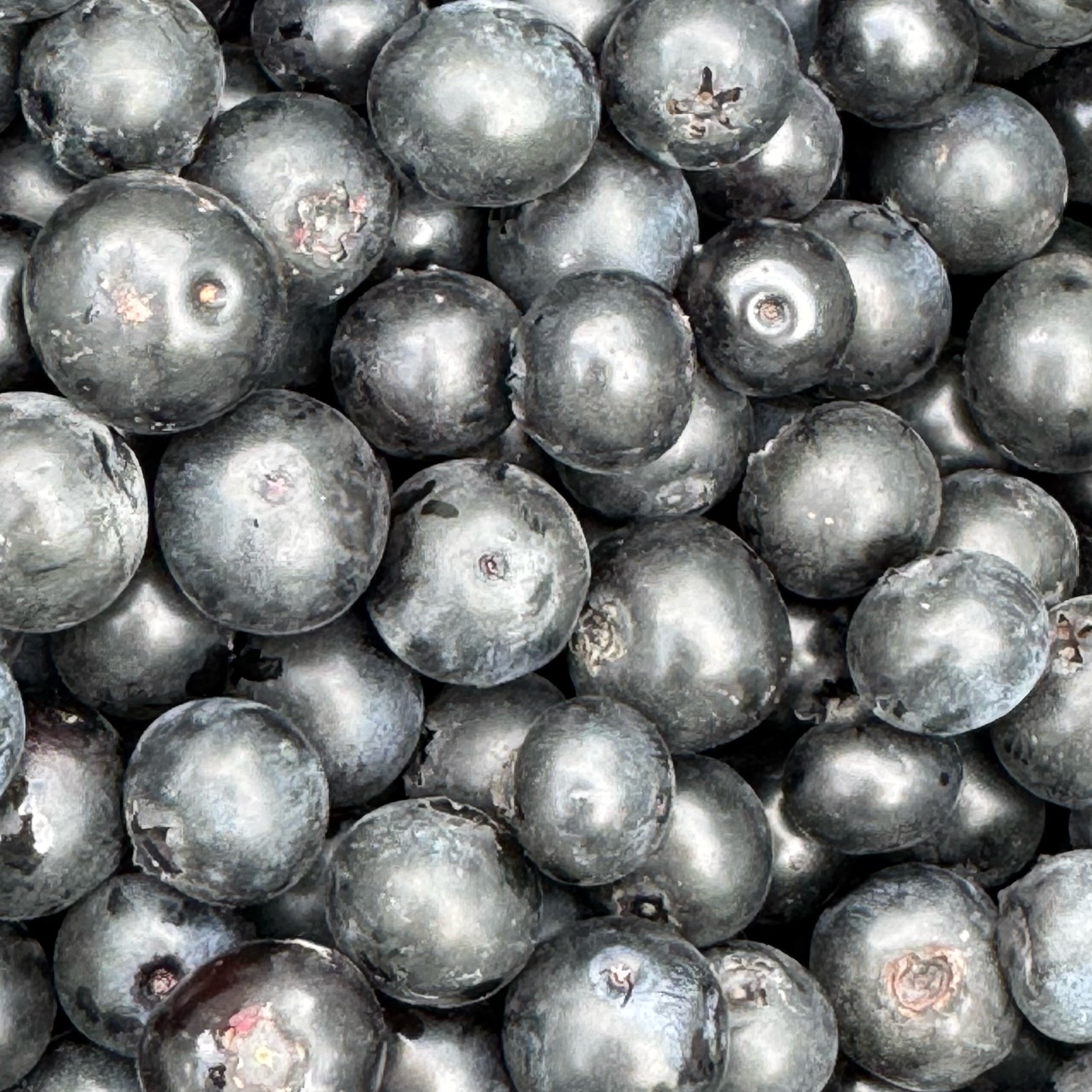 冷凍ブルーベリー2kg | 果物/ベリー類 産直アウル 農家から直接野菜