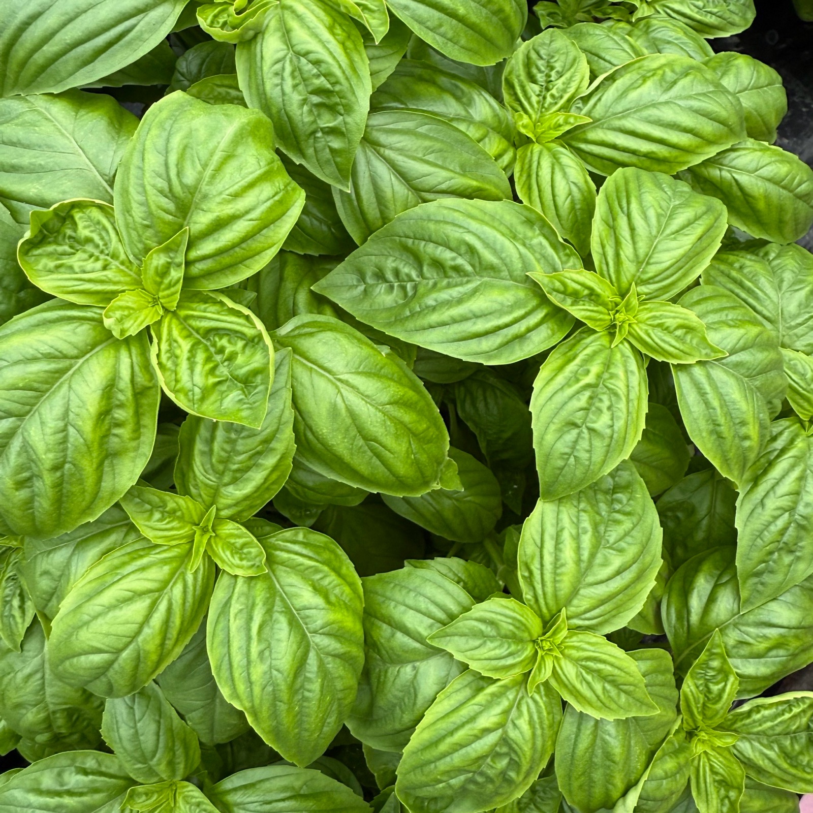 フレッシュバジル 2kg ｜ 野菜/ハーブ 産直アウル 農家・漁師など生産