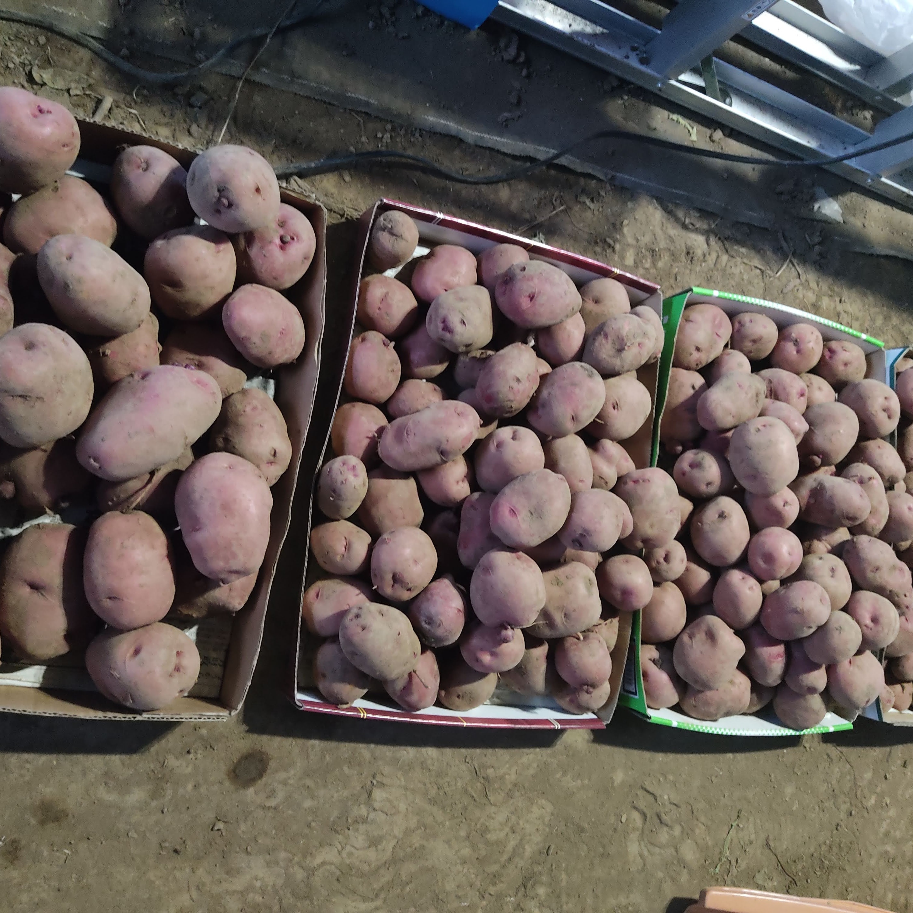 🥔農薬・化学肥料不使用「アンデスレッド」2kg サイズ色々🥔 ｜ 野菜