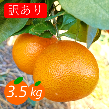 新品種》【訳あり】プリンセス 3.5kg 最強コラボの新品種(まどんな×甘