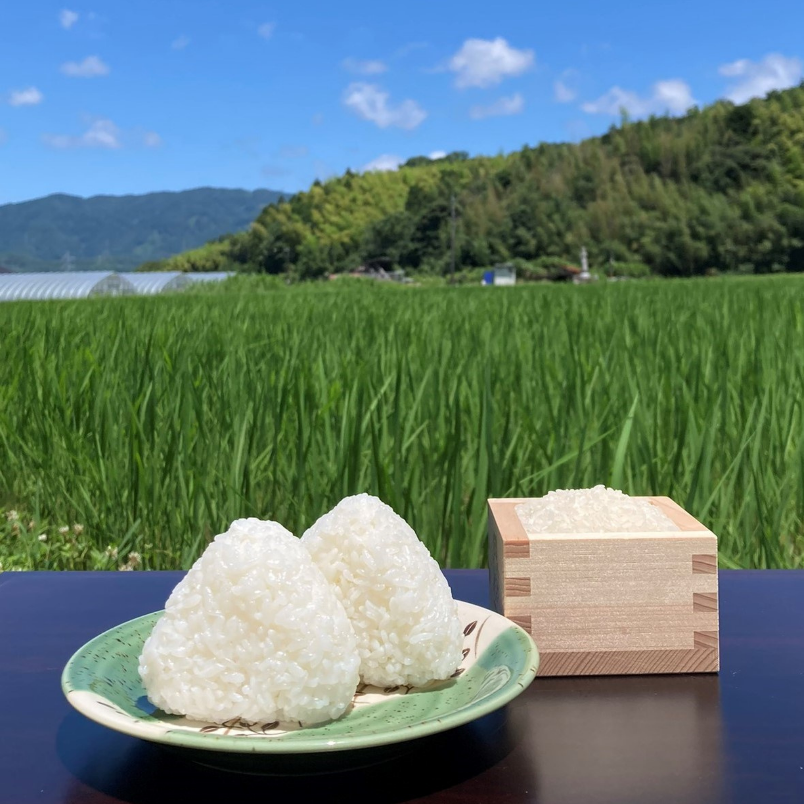 新米　兵庫播州　ジャスト30Kg　きぬむすめ　極1等米　上白米　精米済　色選別済 新米 兵庫播州 ジャスト30Kg きぬむすめ 極1等米 上白米 精米済 色選別済