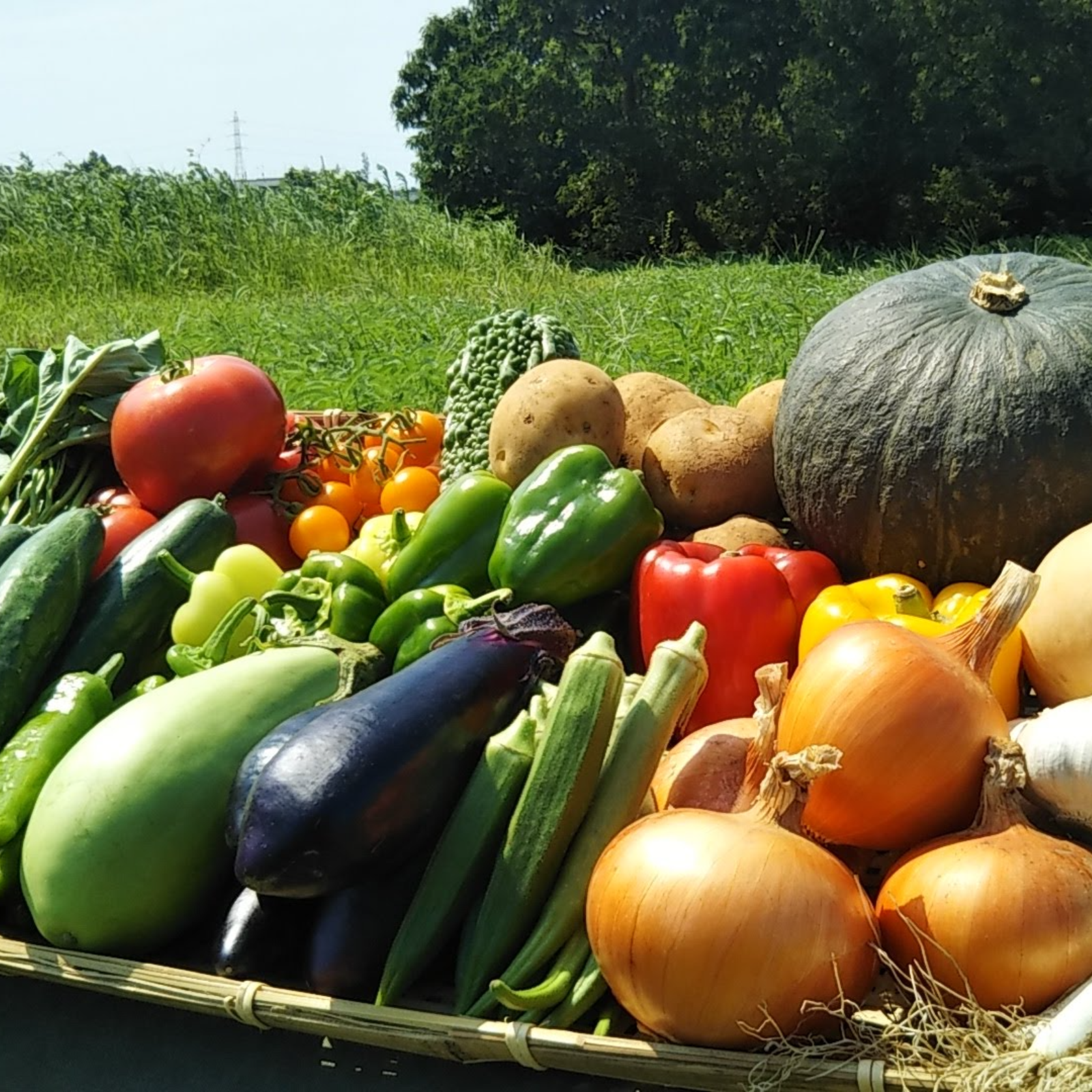 専用 旬の夏野菜セット 農薬不使用 ゆっくり育った濃厚な旬の夏野菜