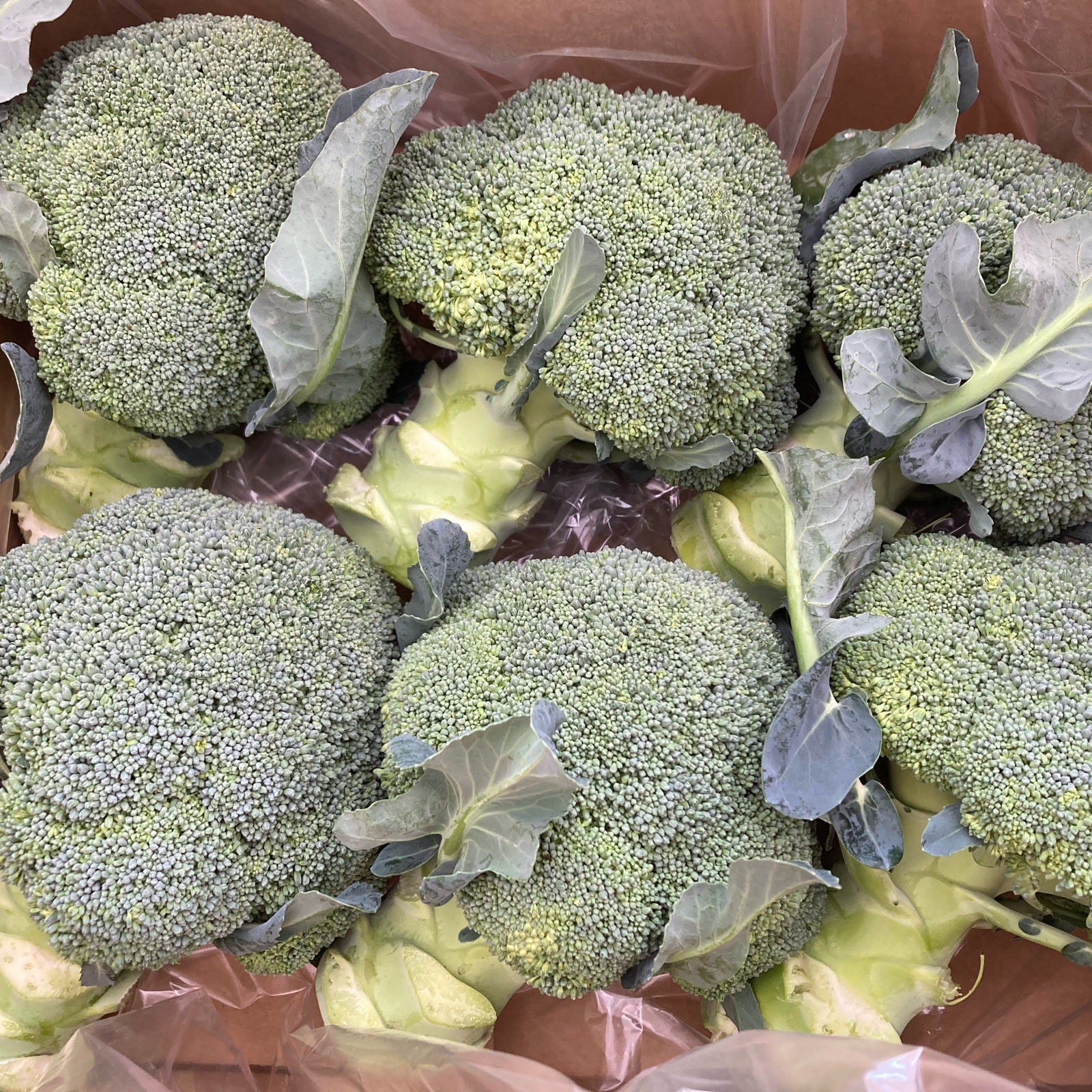 ブロッコリー 6玉 約1.5kg ｜ 野菜/ブロッコリー 産直アウル 農家