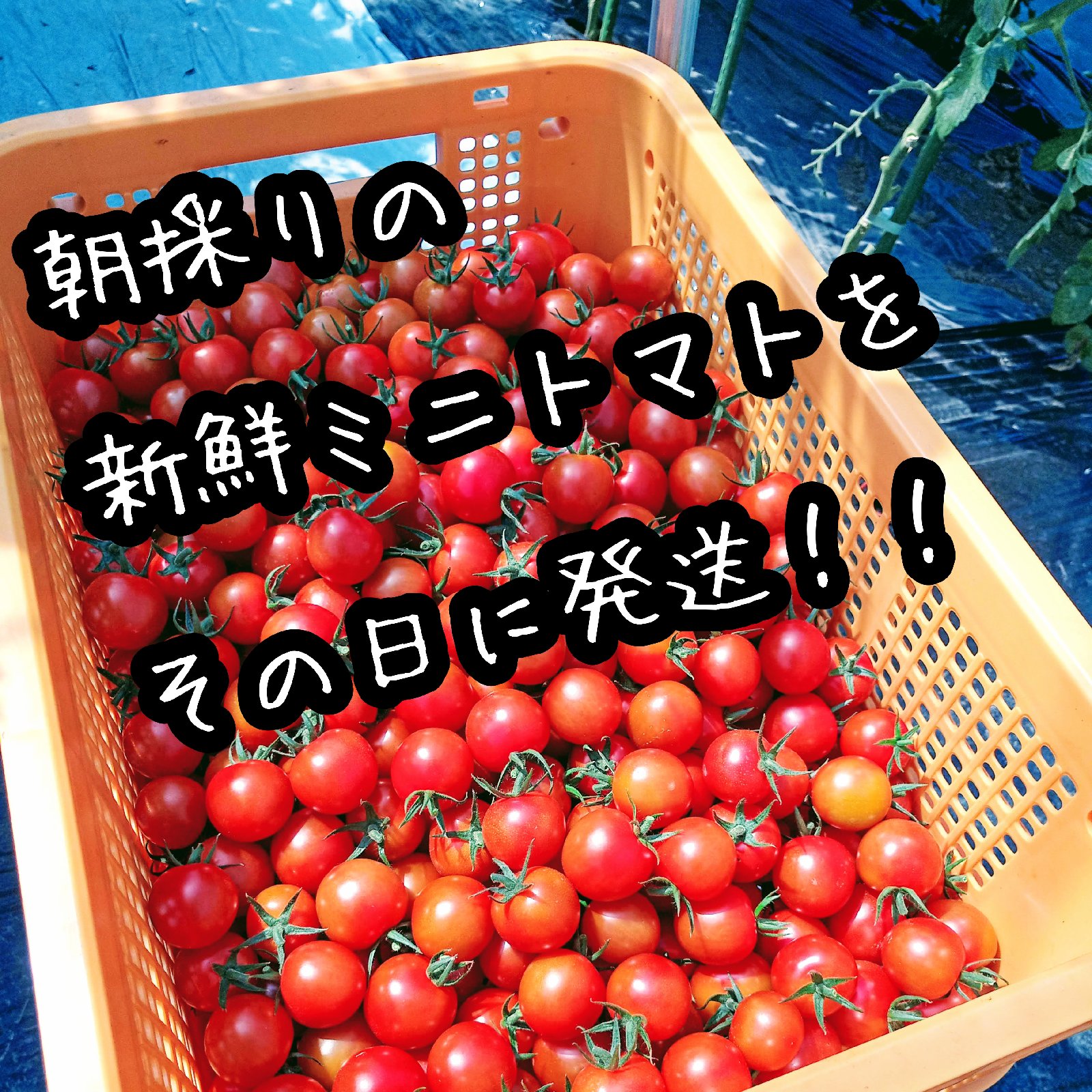 青森県産☆ミニトマトお知らせ 大好評】おまかせミニトマト 1.4kg お得セット 青森県産 プチトマト