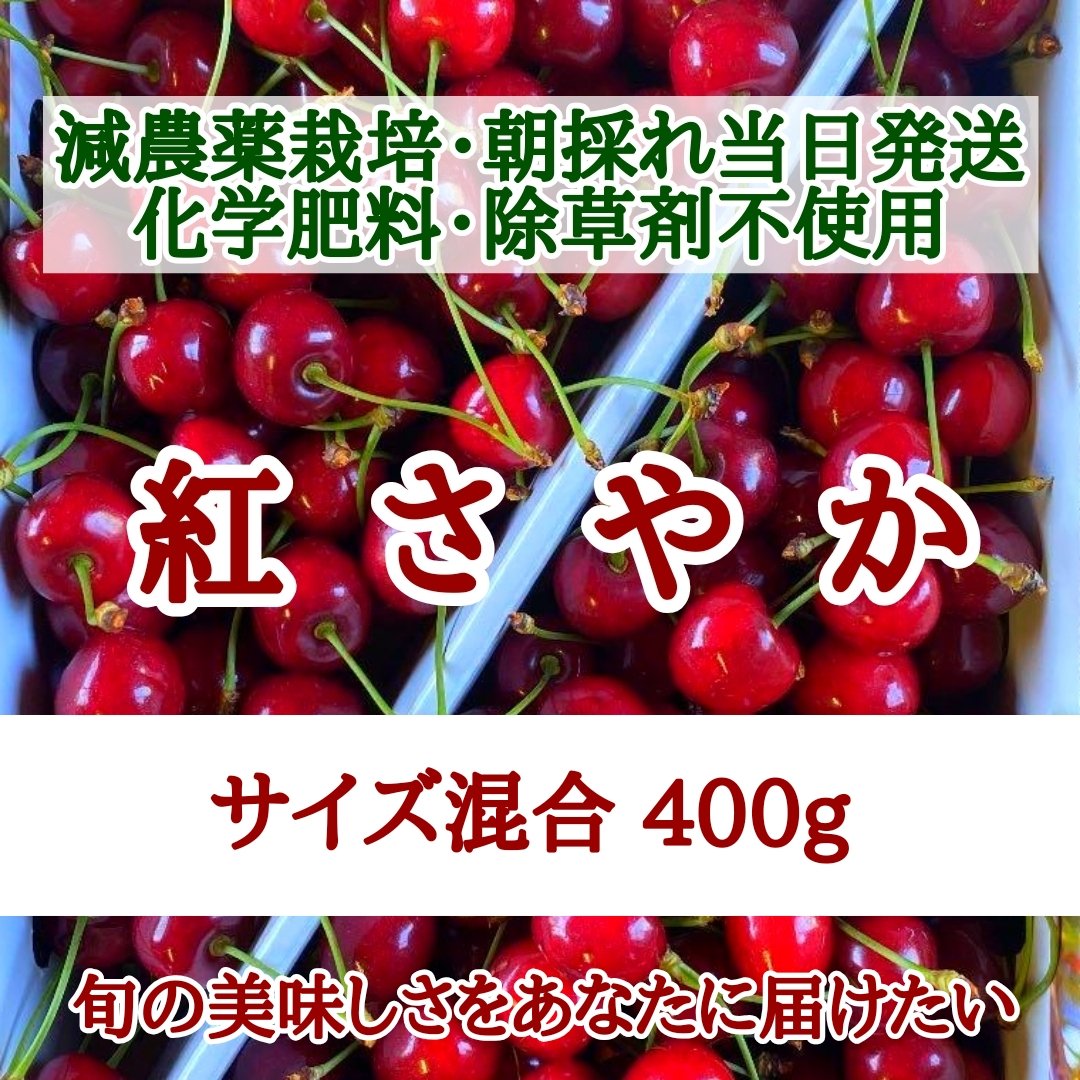 朝採り当日新鮮発送・減農薬栽培さくらんぼ【紅さやか】 ｜ 果物