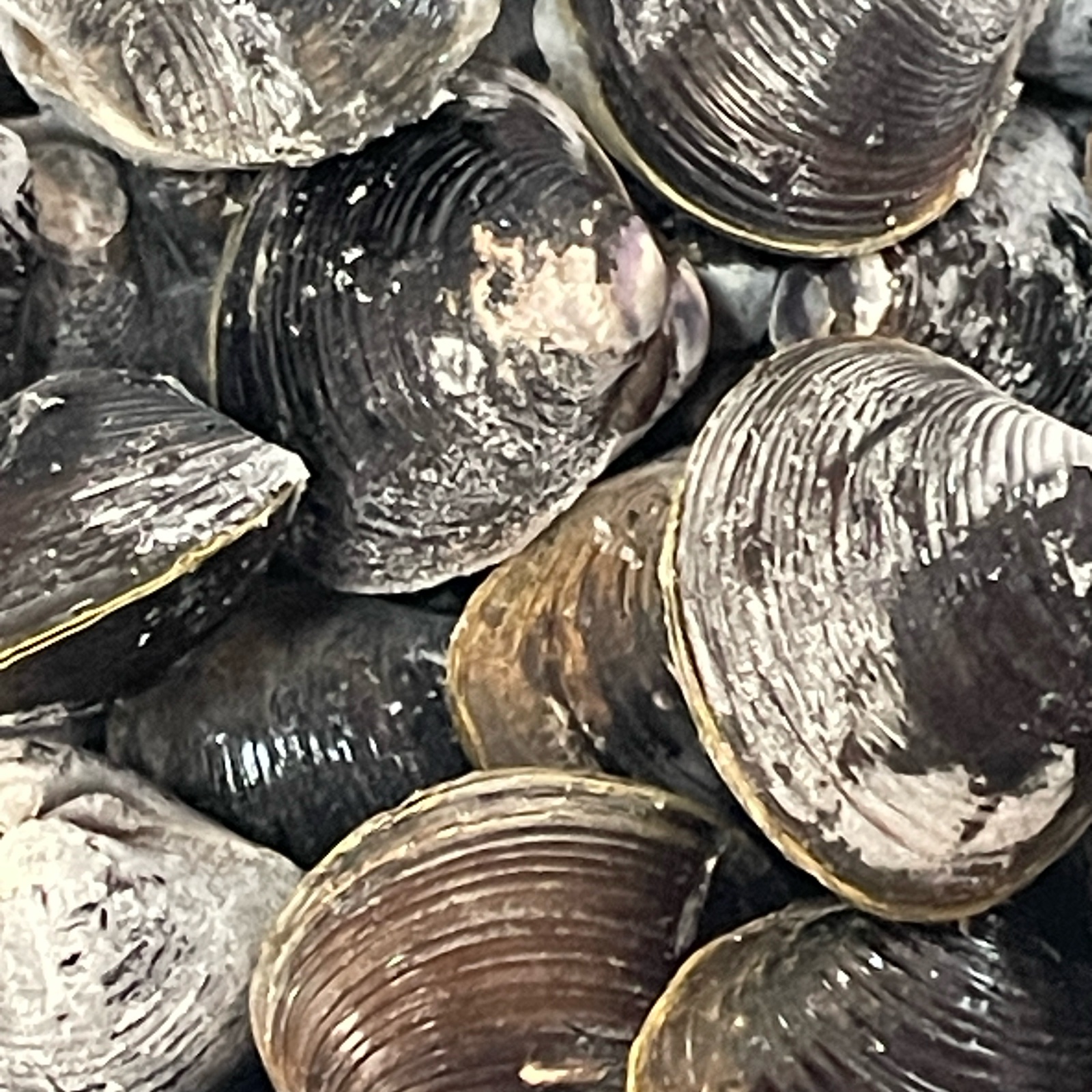 お得な冷凍しじみセット】冷凍しじみ大、少 ｜ 魚介類/しじみ 産直