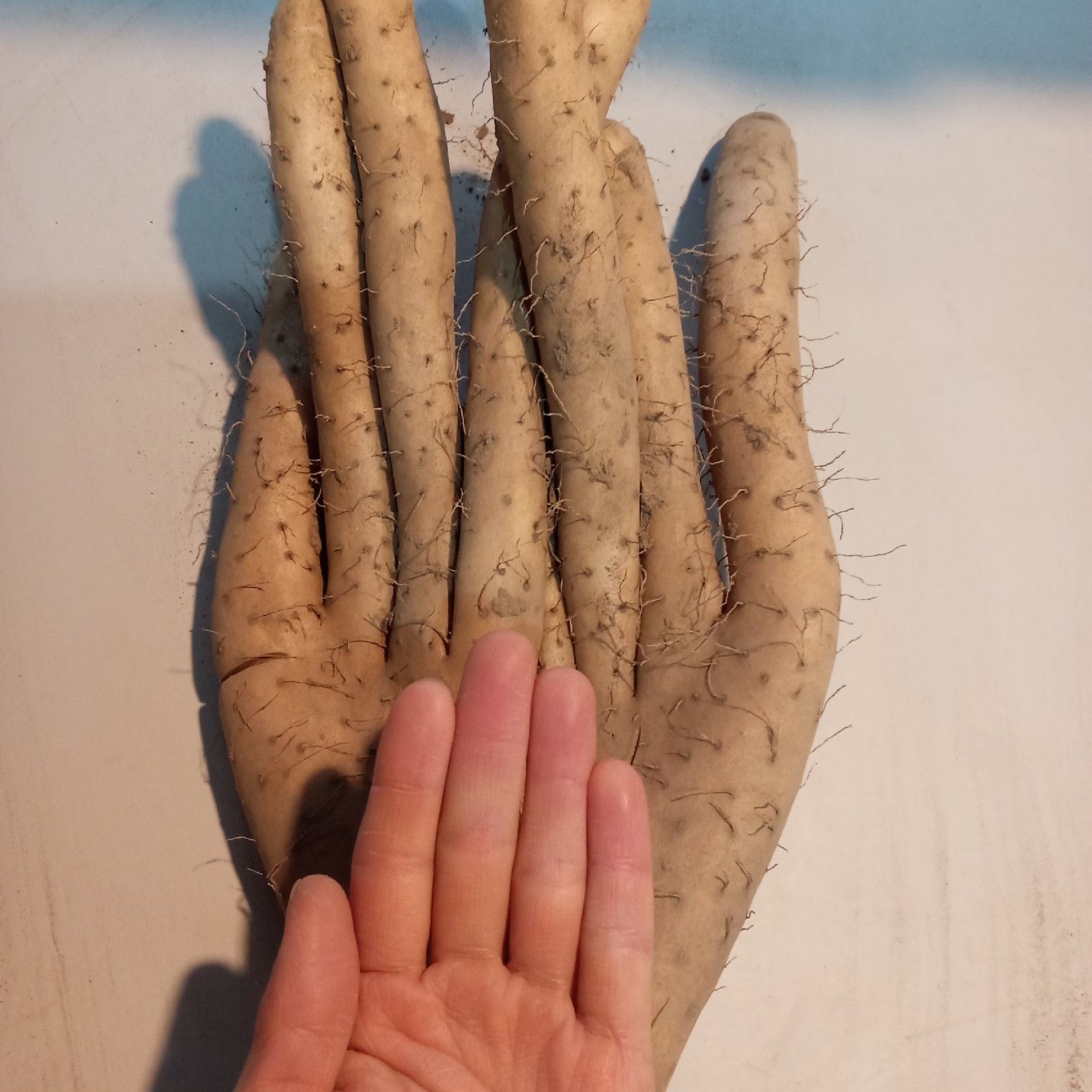 長芋20kg | 野菜/長いも・山いも 産直アウル 農家から直接野菜などの