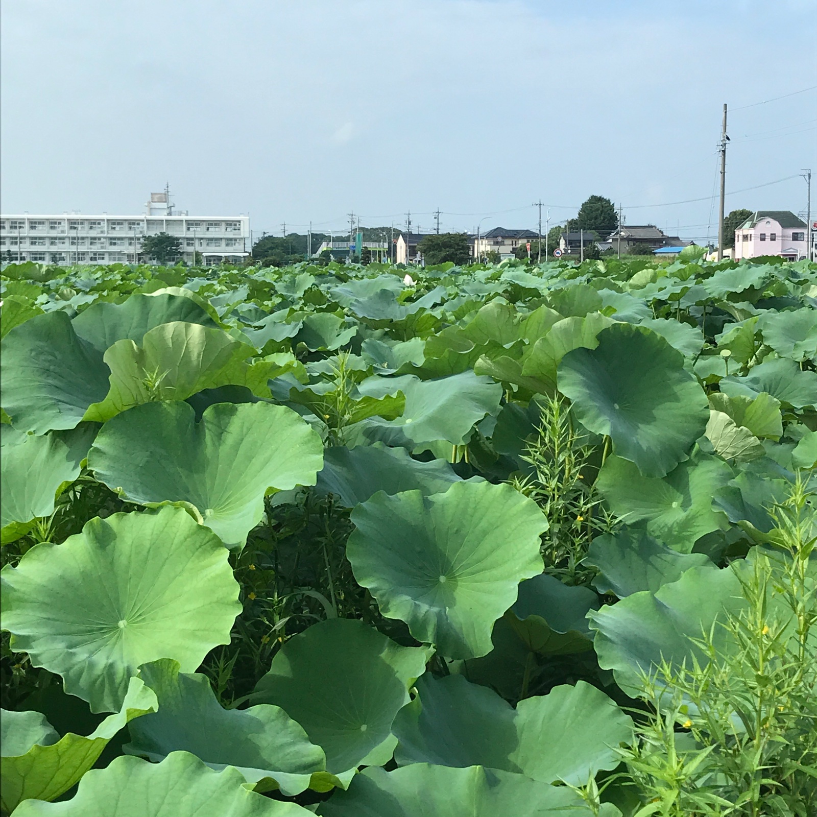 2020年産新レンコン5キロ 愛知県愛西市産 ｜ 野菜/蓮根 産直アウル