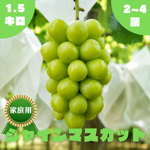 家庭用】シャインマスカット・1.5kg・3~4房 ｜ 果物/ぶどう 産直アウル
