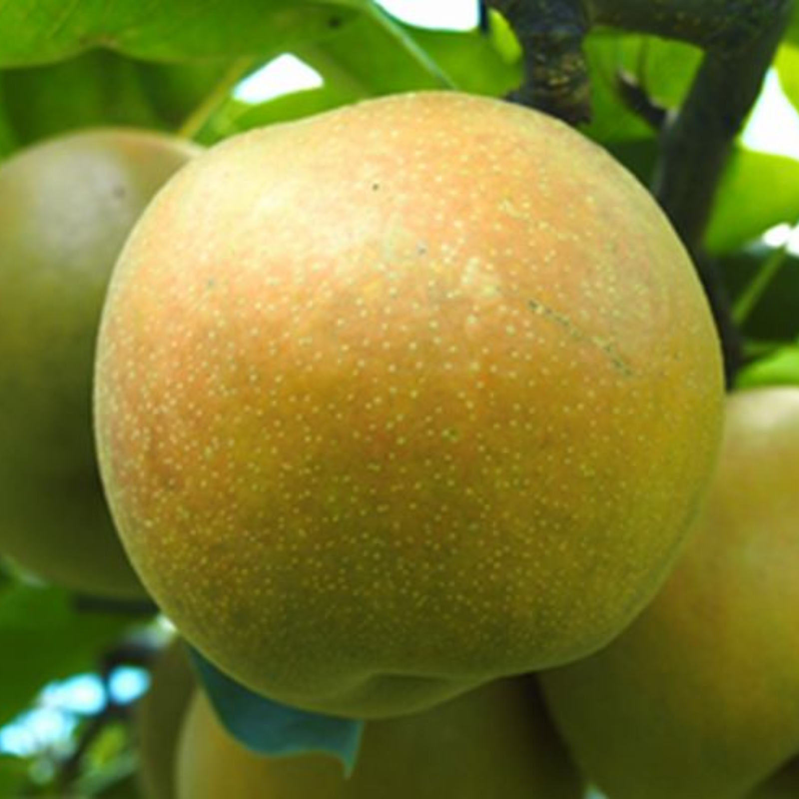 甘太梨5㎏ ｜ 果物/梨 産直アウル 農家・漁師など生産者から直接野菜