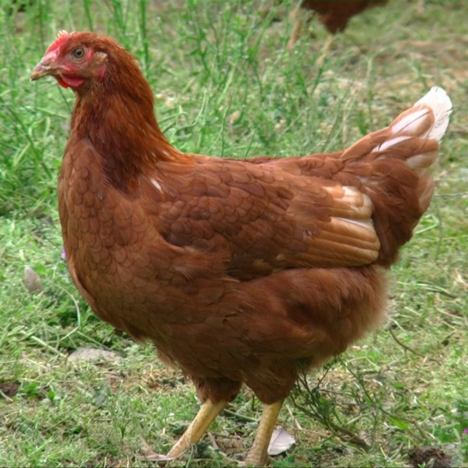 平飼い鶏卵 160個入り