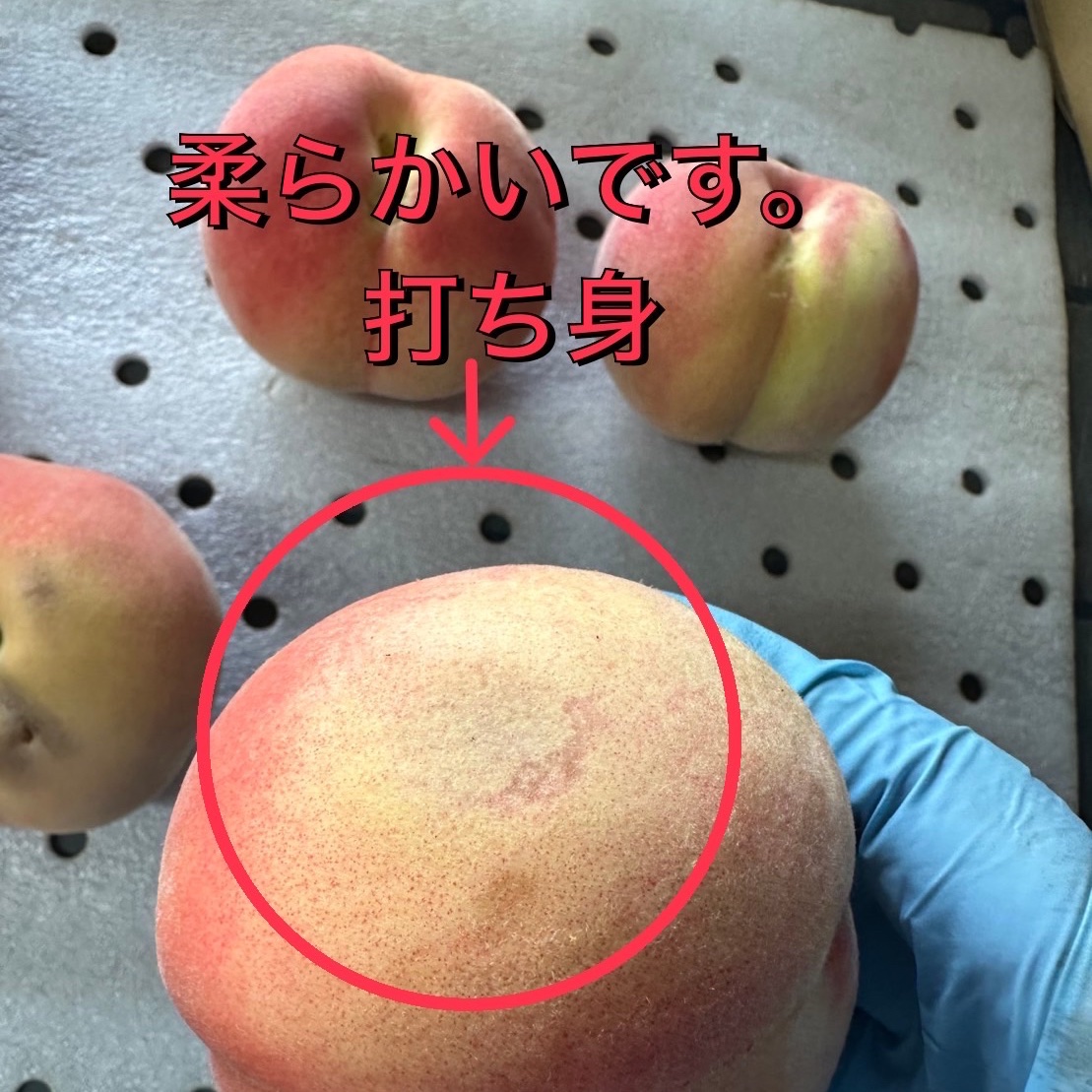 加工用 桃 あかつき 約5kg ｜ 果物/もも 産直アウル 農家・漁師など