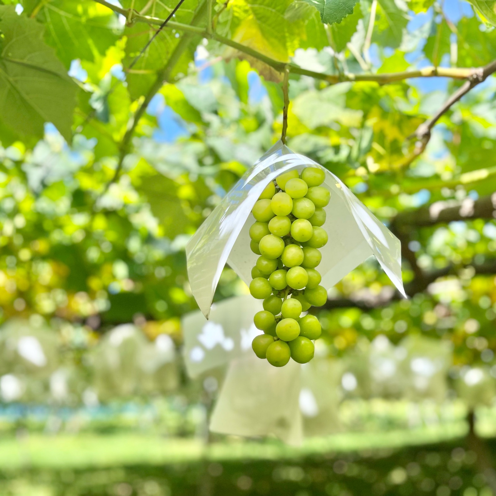 ハリ艶‼︎シャインマスカット【長野産】【クール便】 | 果物/ぶどう