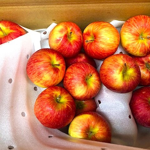 りんご サンつがる・未希ライフ】詰め合わせ 約4.3kg | 果物/りんご 産直