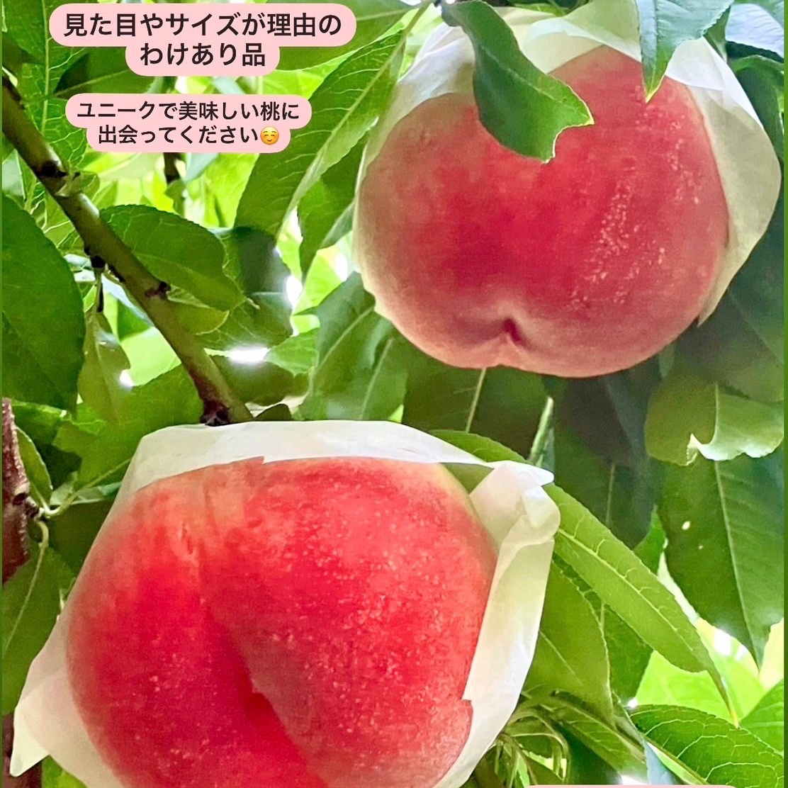 山梨の訳あり桃 約2kg ｜ 果物/もも 産直アウル 農家・漁師など生産者