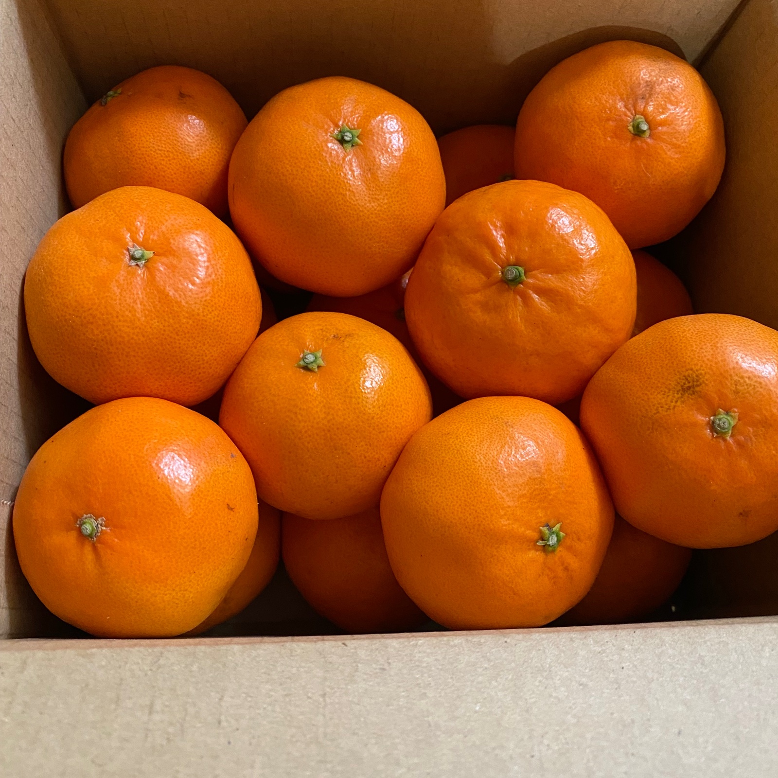 みかん　麗紅　10キロ　#4 81106bf61924f1a0b6352ec6a7765e