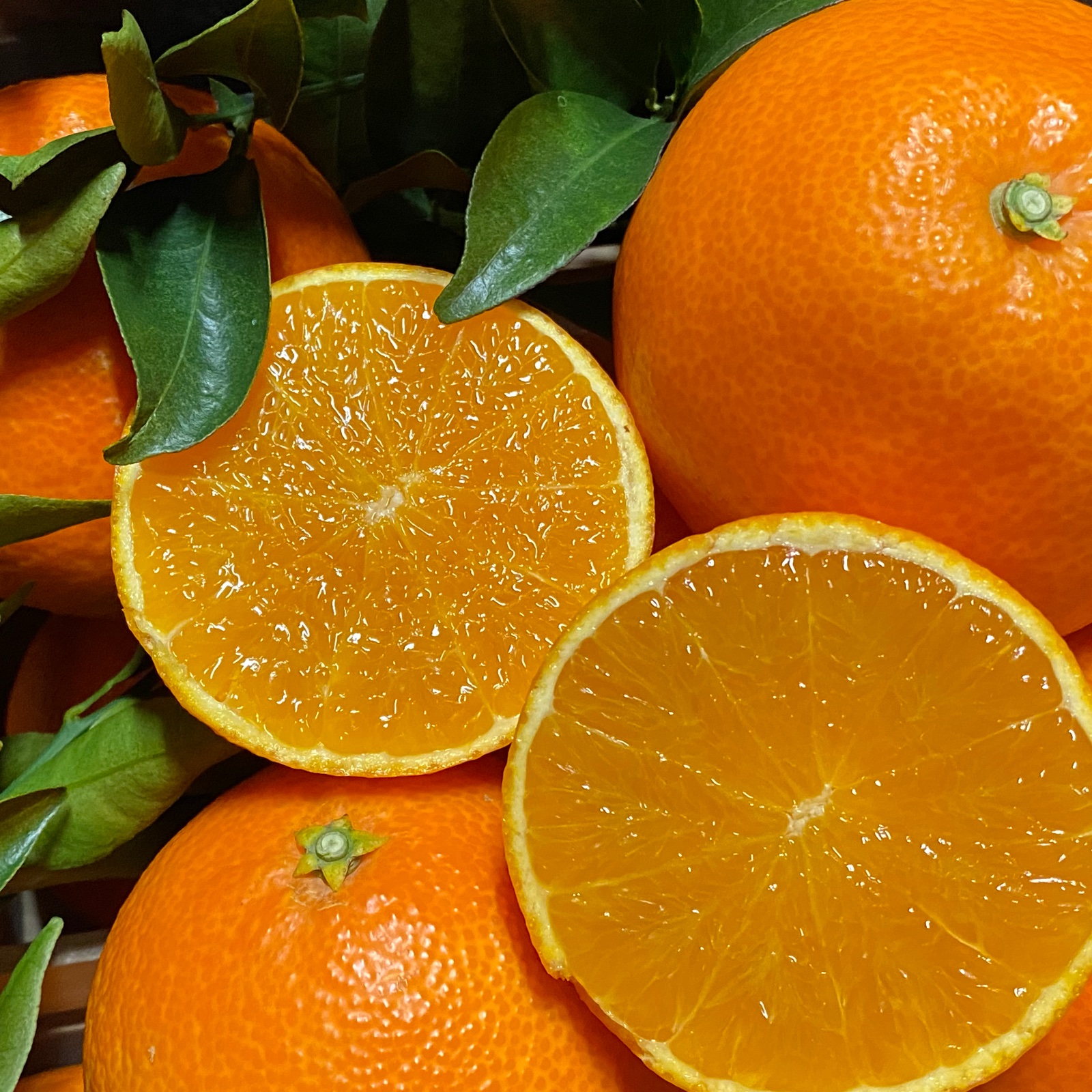 愛媛県限定栽培】太陽と海のまどんな🍊（2.5k入） ｜ 果物/オレンジ