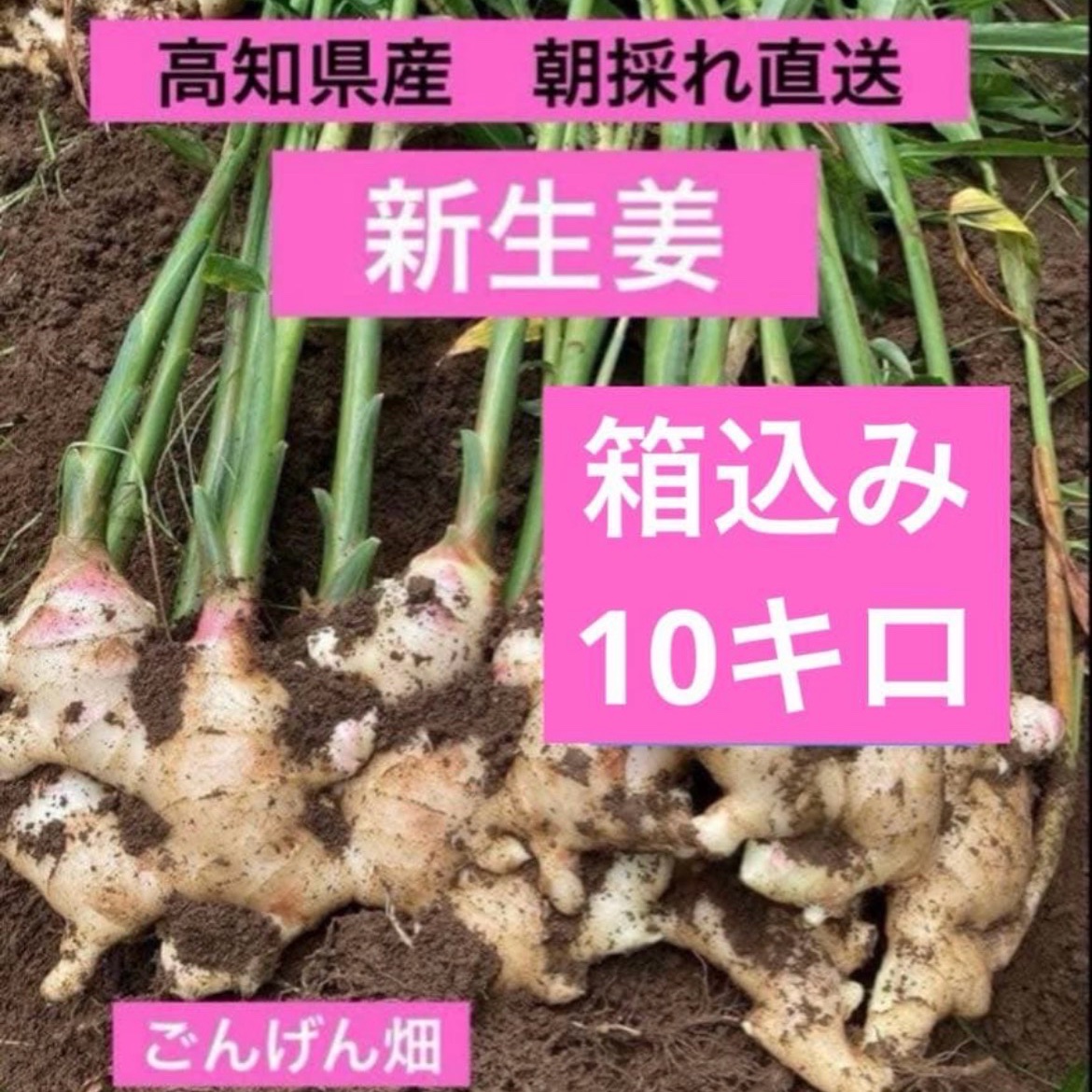 高知県産 朝採れ直送新生姜 箱込み10キロ ｜ 野菜/薬味 産直アウル