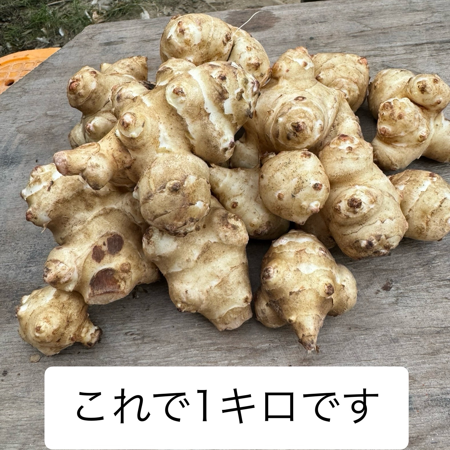 秋田県産オーガニック菊芋【20kg】 ｜ 野菜/その他野菜 産直アウル