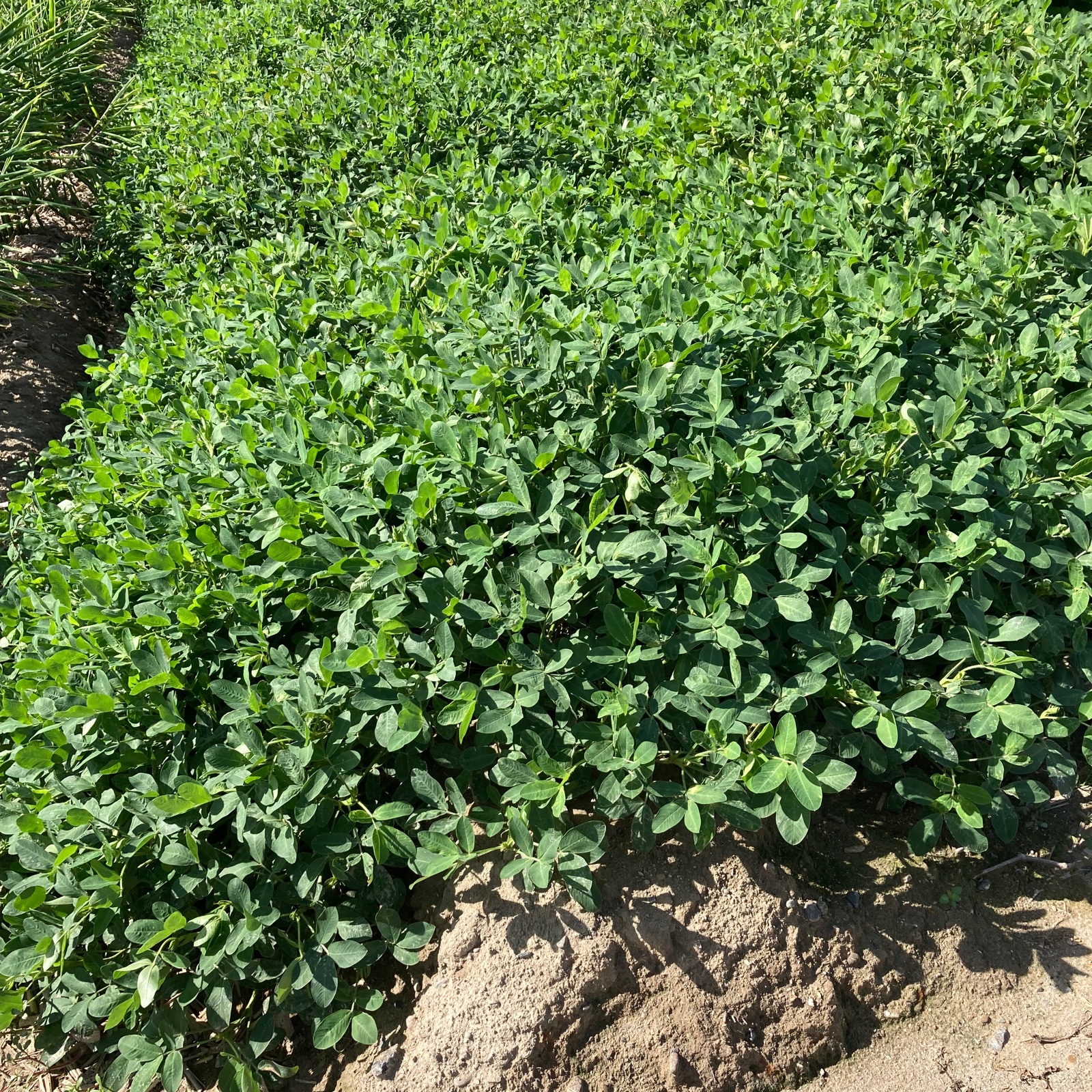 落花生 おおまさり 野菜 | 野菜/その他野菜 産直アウル 農家から直接