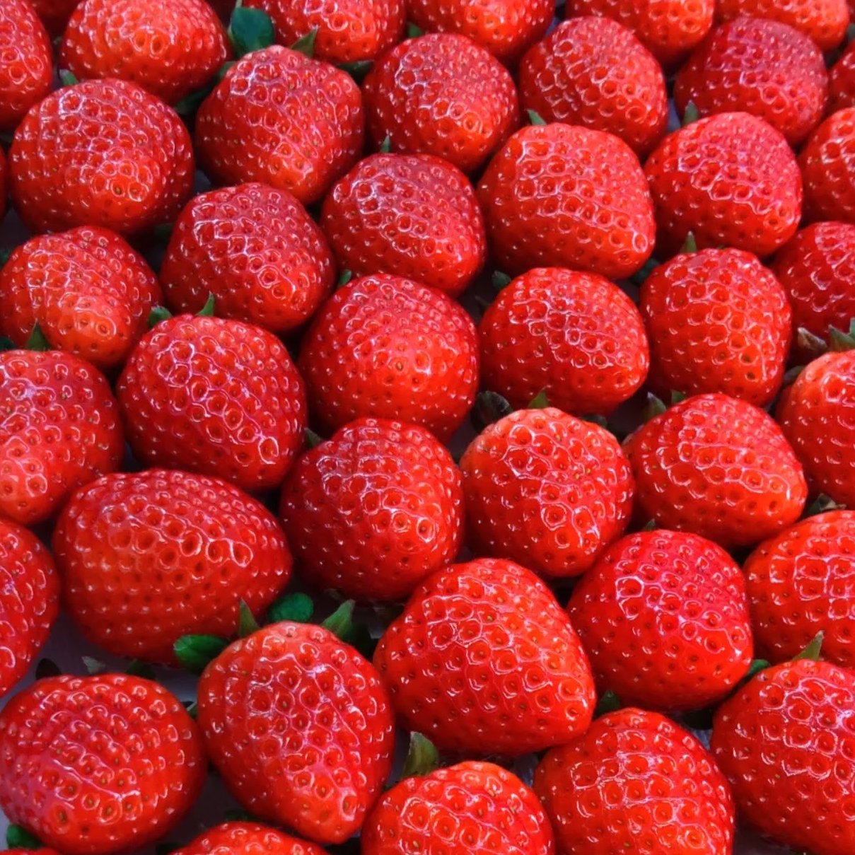 朝採り大粒さがほのか | 果物/いちご 産直アウル 農家から直接野菜など