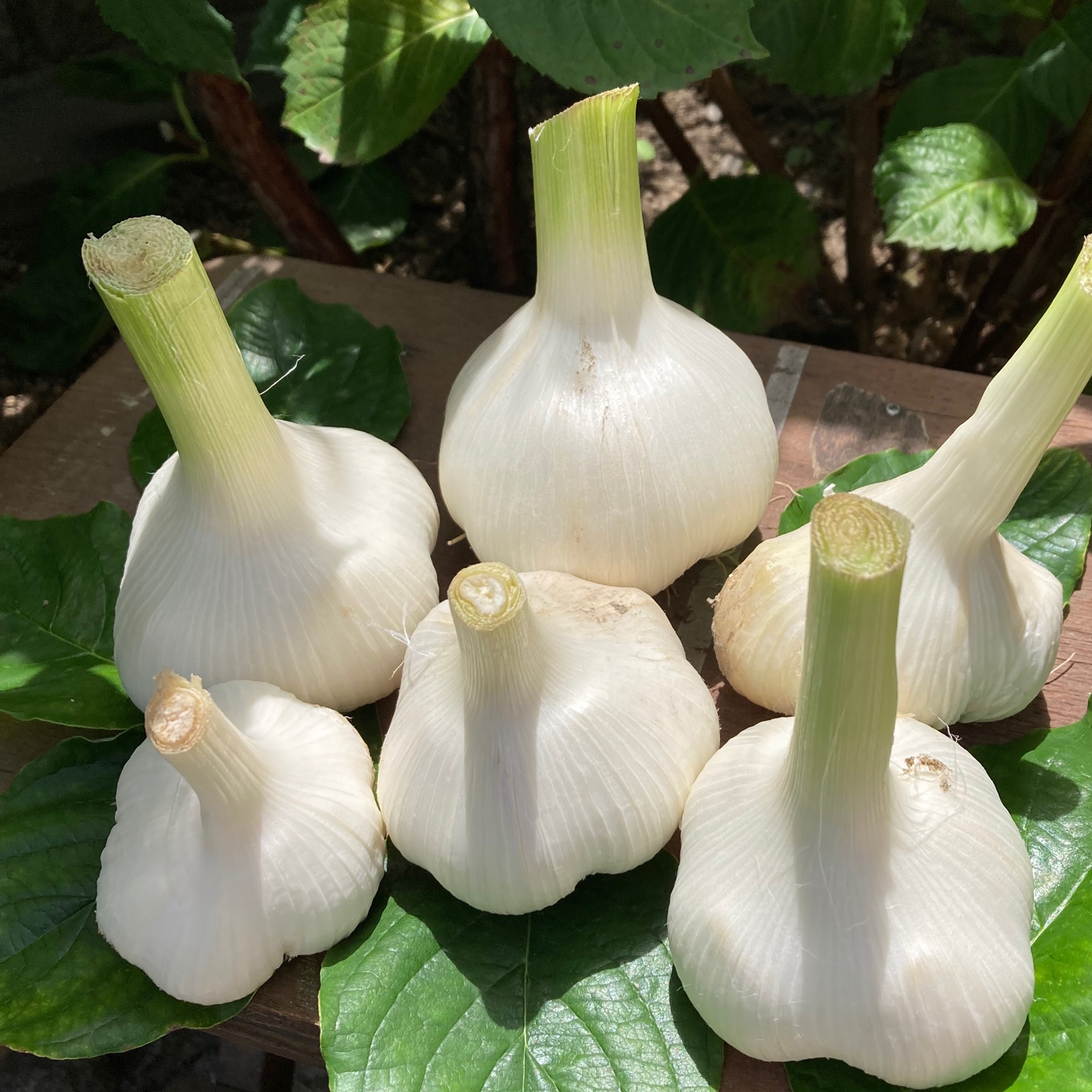 大ぶり生ホワイト六片ニンニク1キロ ｜ 野菜/にんにく 産直アウル 農家