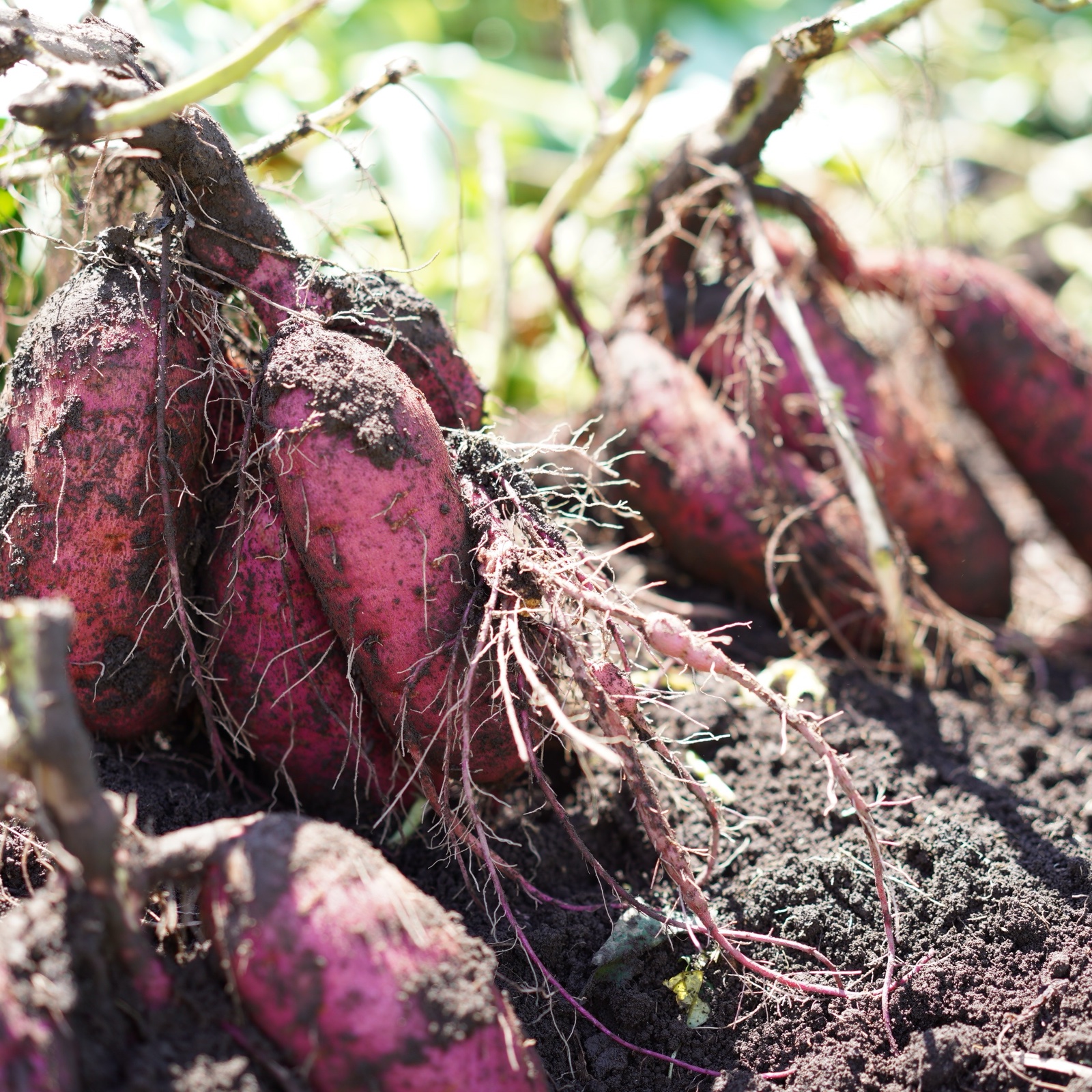 干し芋 べにはるかB級品 2kg箱バラ詰め | 加工品/その他加工品 産直