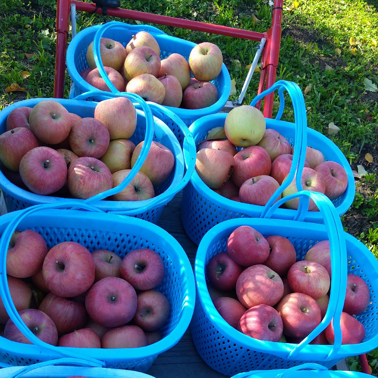 レギュラー品】サンふじ 約10kg | 果物/りんご 産直アウル 農家から