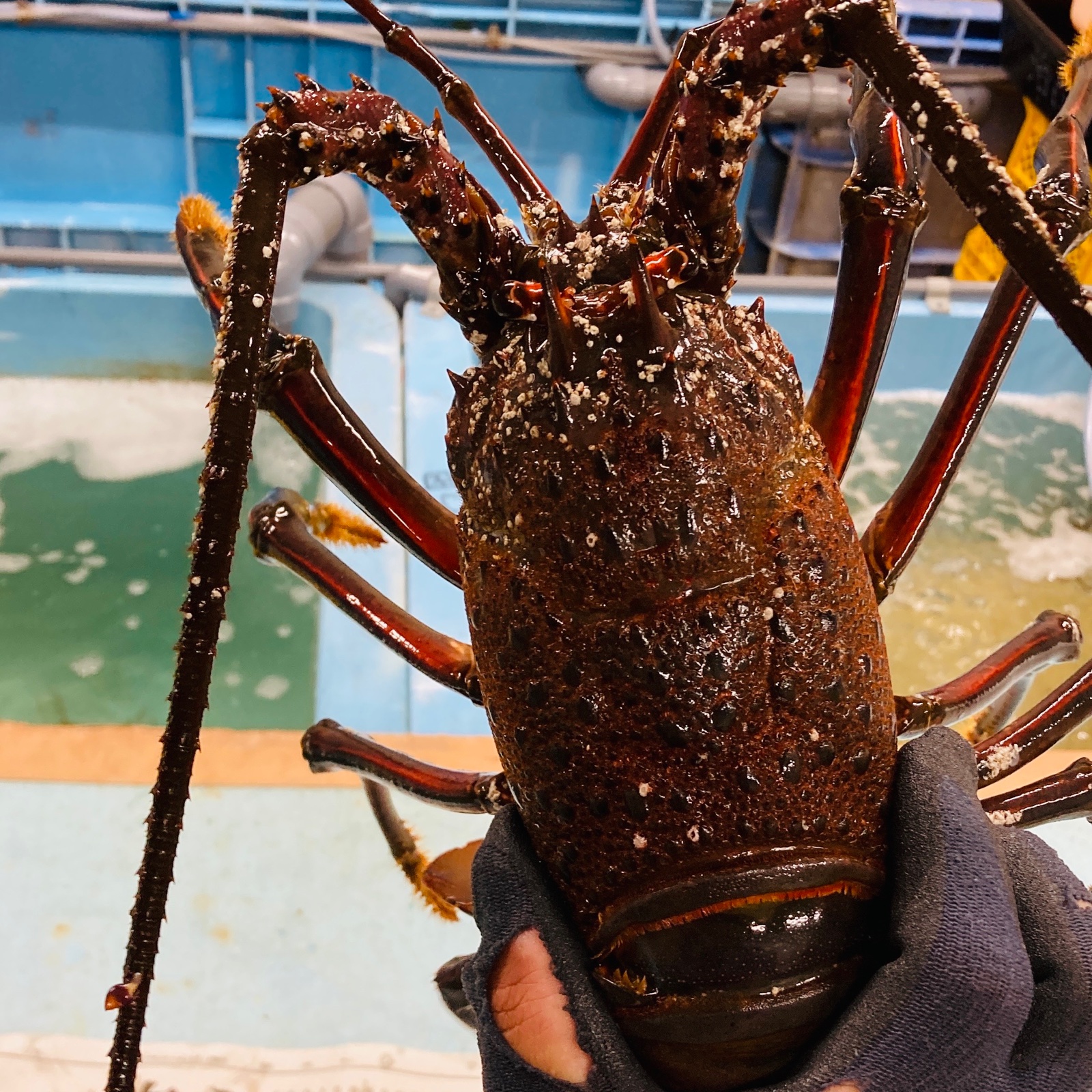 訳あり 特大活伊勢海老 900-950g×1匹 | 魚介類/エビ 産直アウル