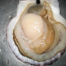 北海道の方限定です！野付産特大ホタテ10キロ ｜ 魚介類/ホタテ 産直